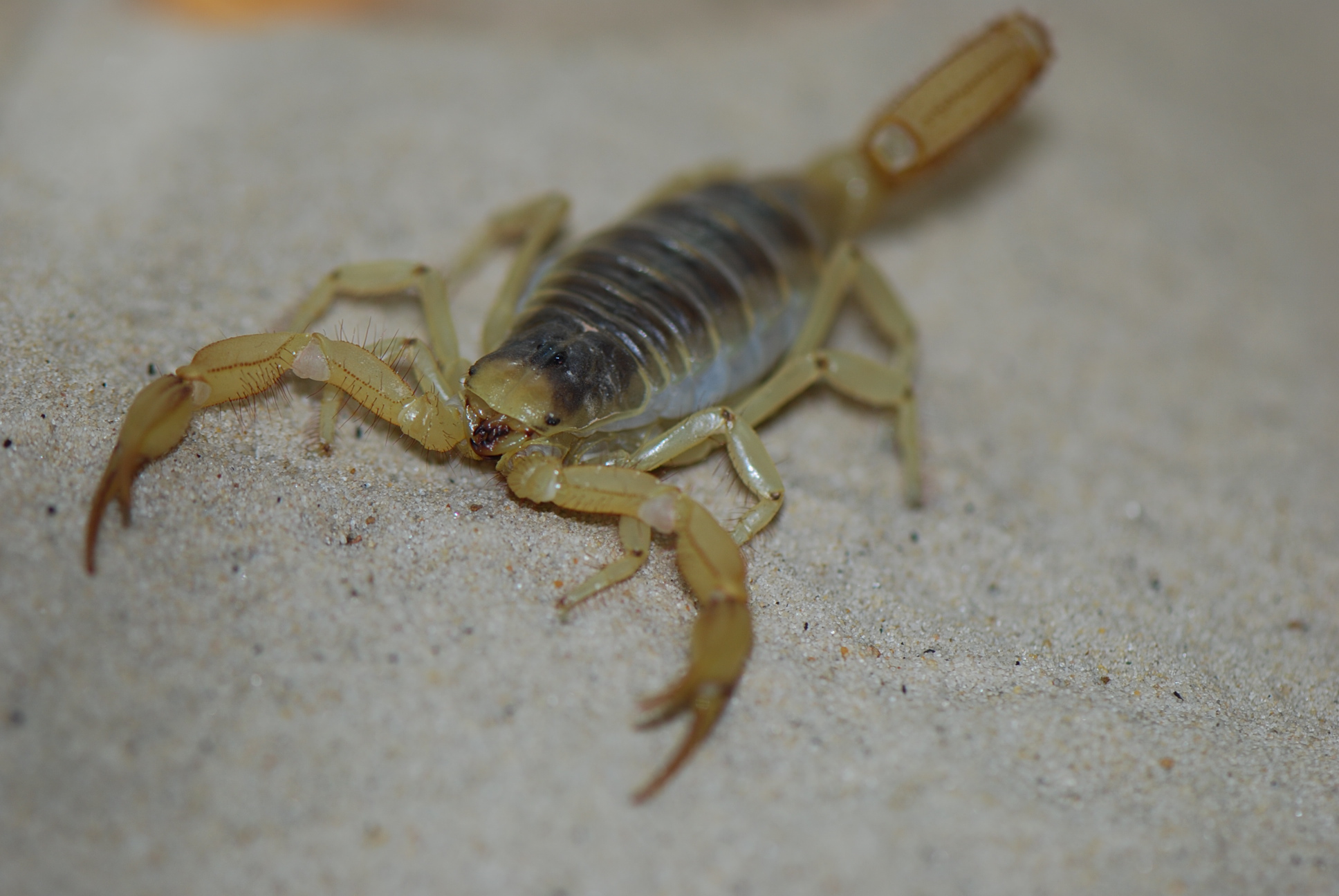 Ravager from the front