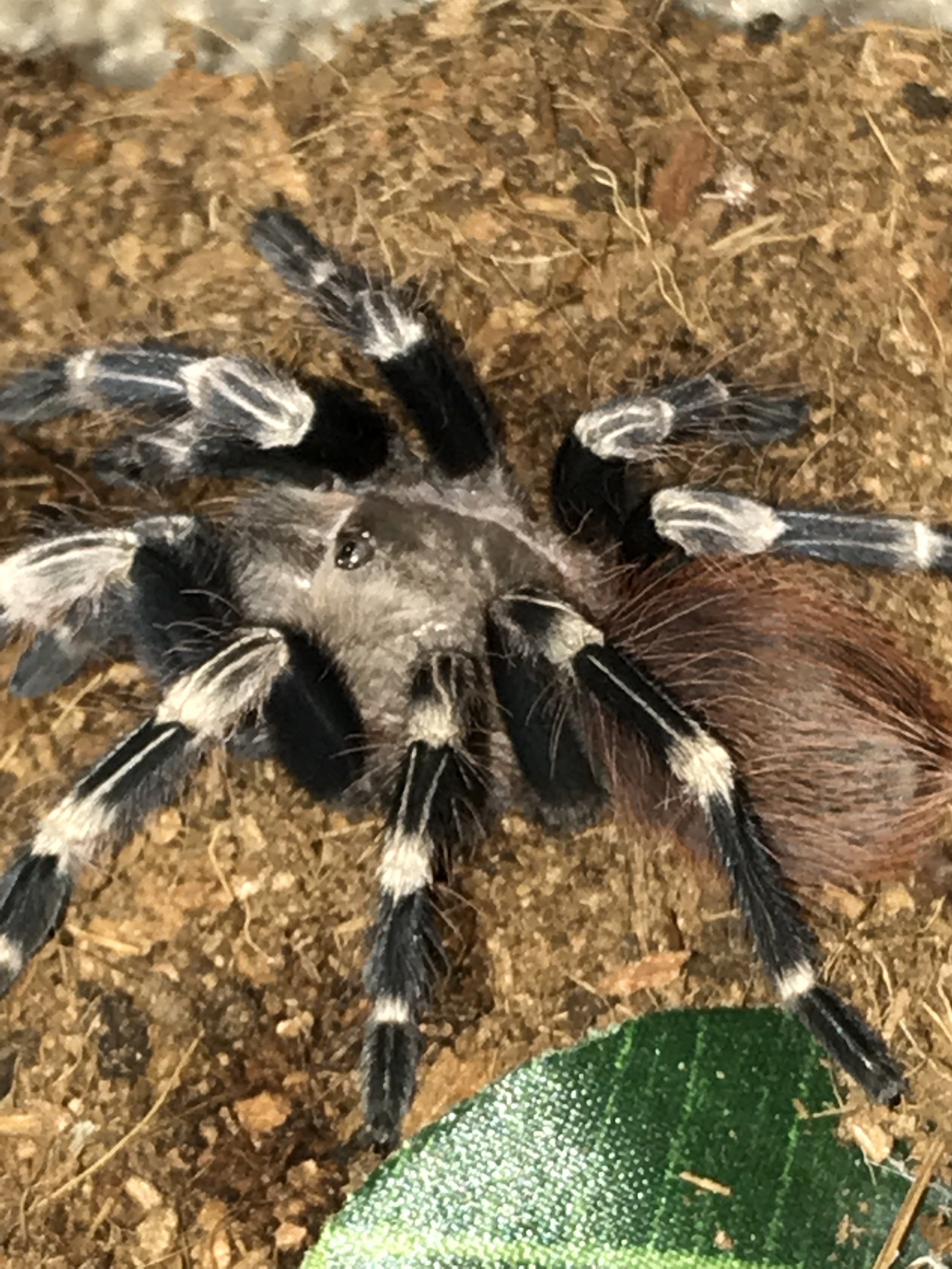 Recently molted N chromatus