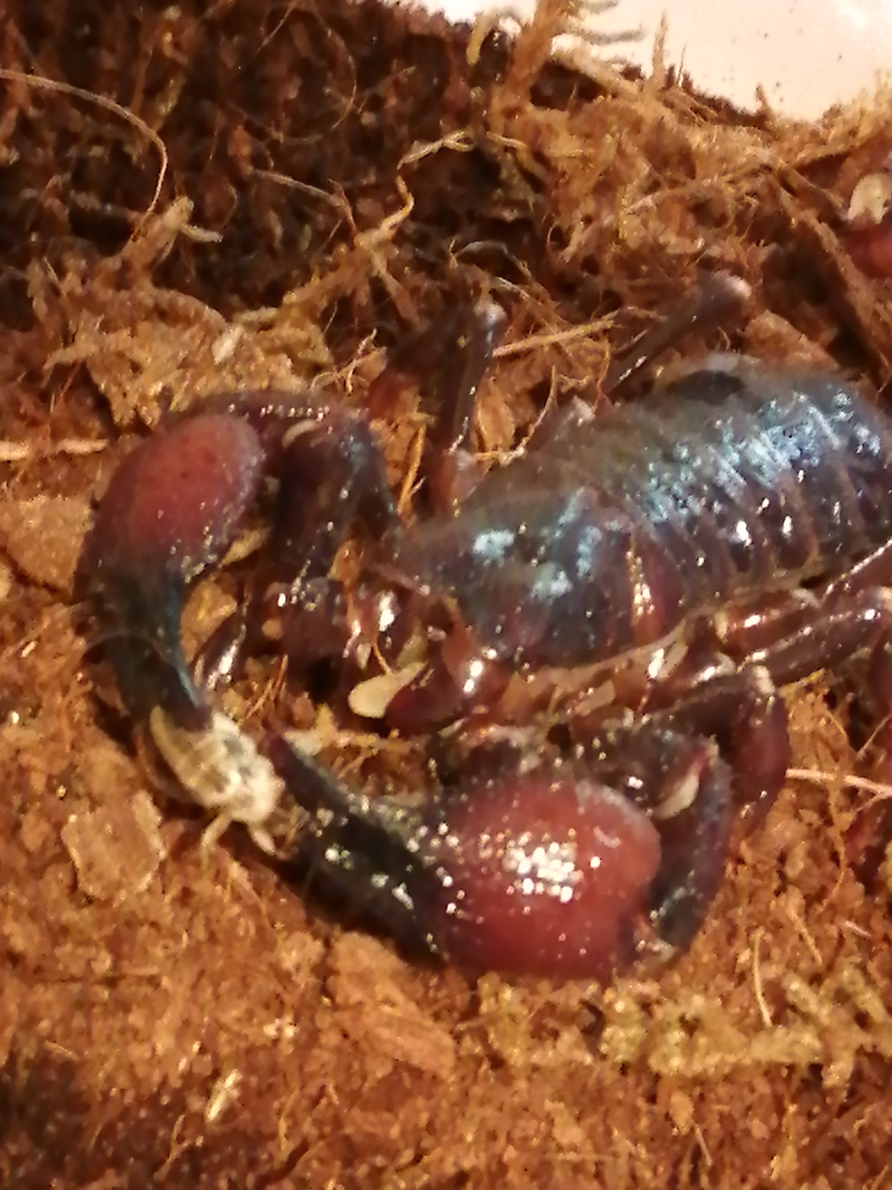 Red clawed scorpion