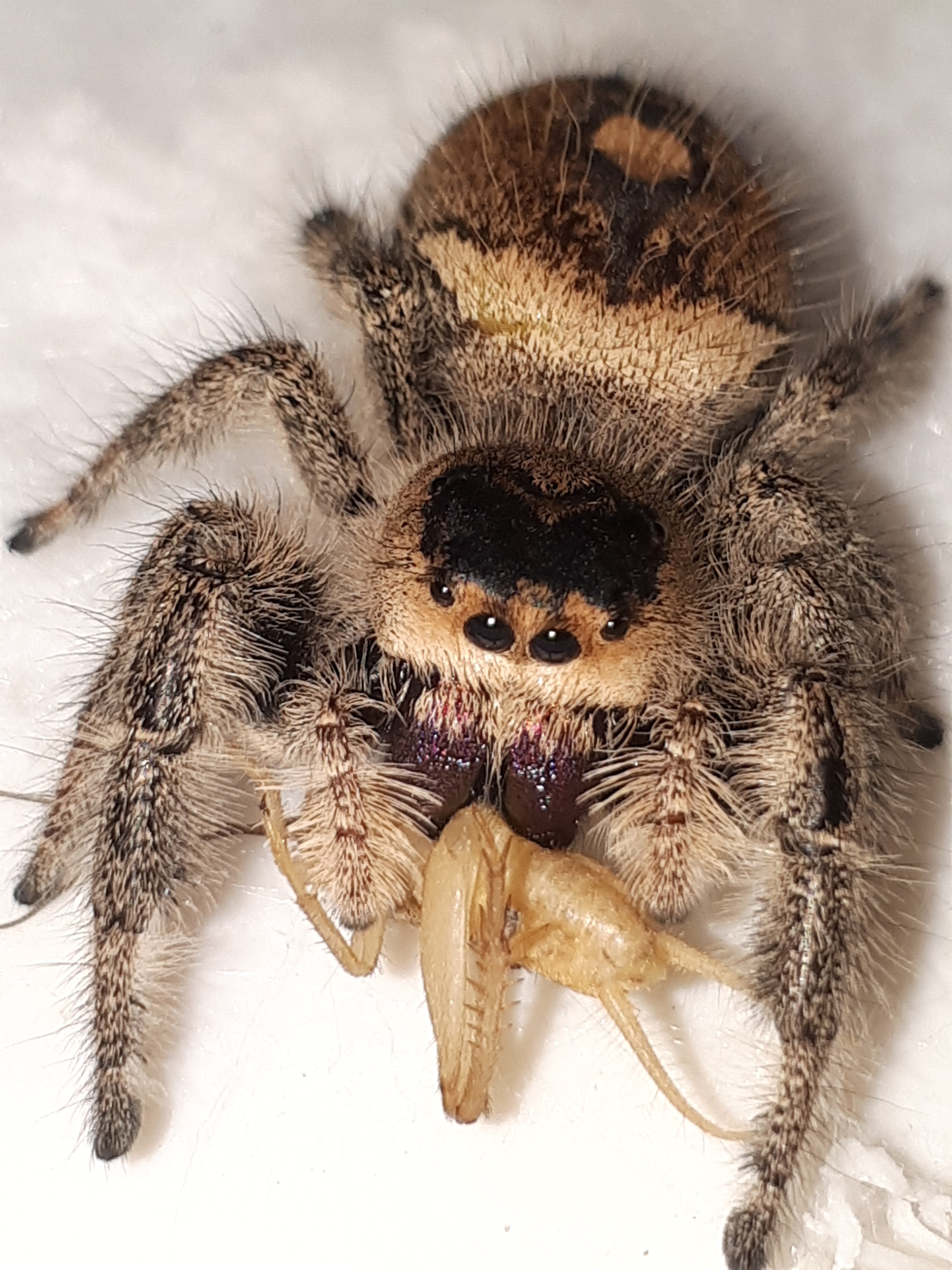 Regal Jumping Spider (AF)