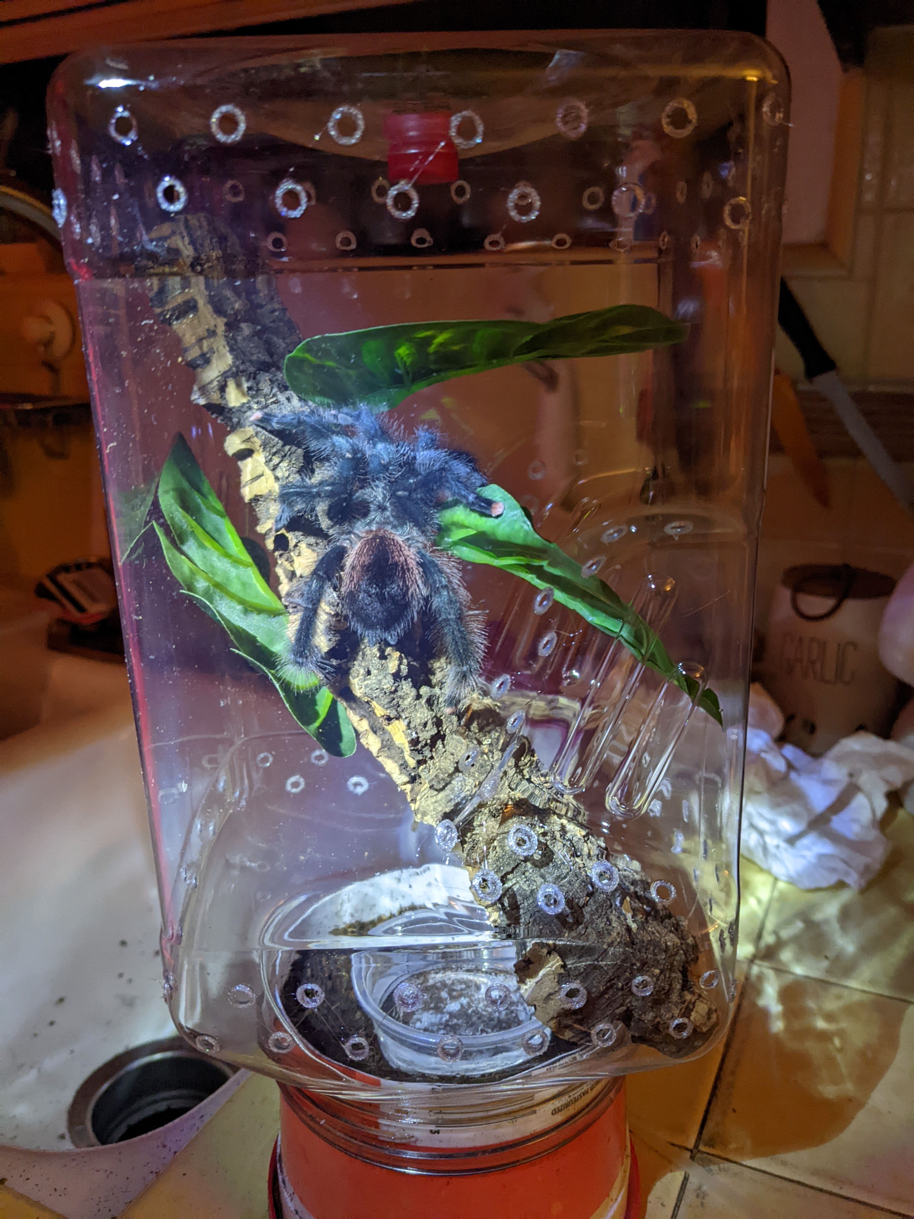 Rehoused A avic female for pairing