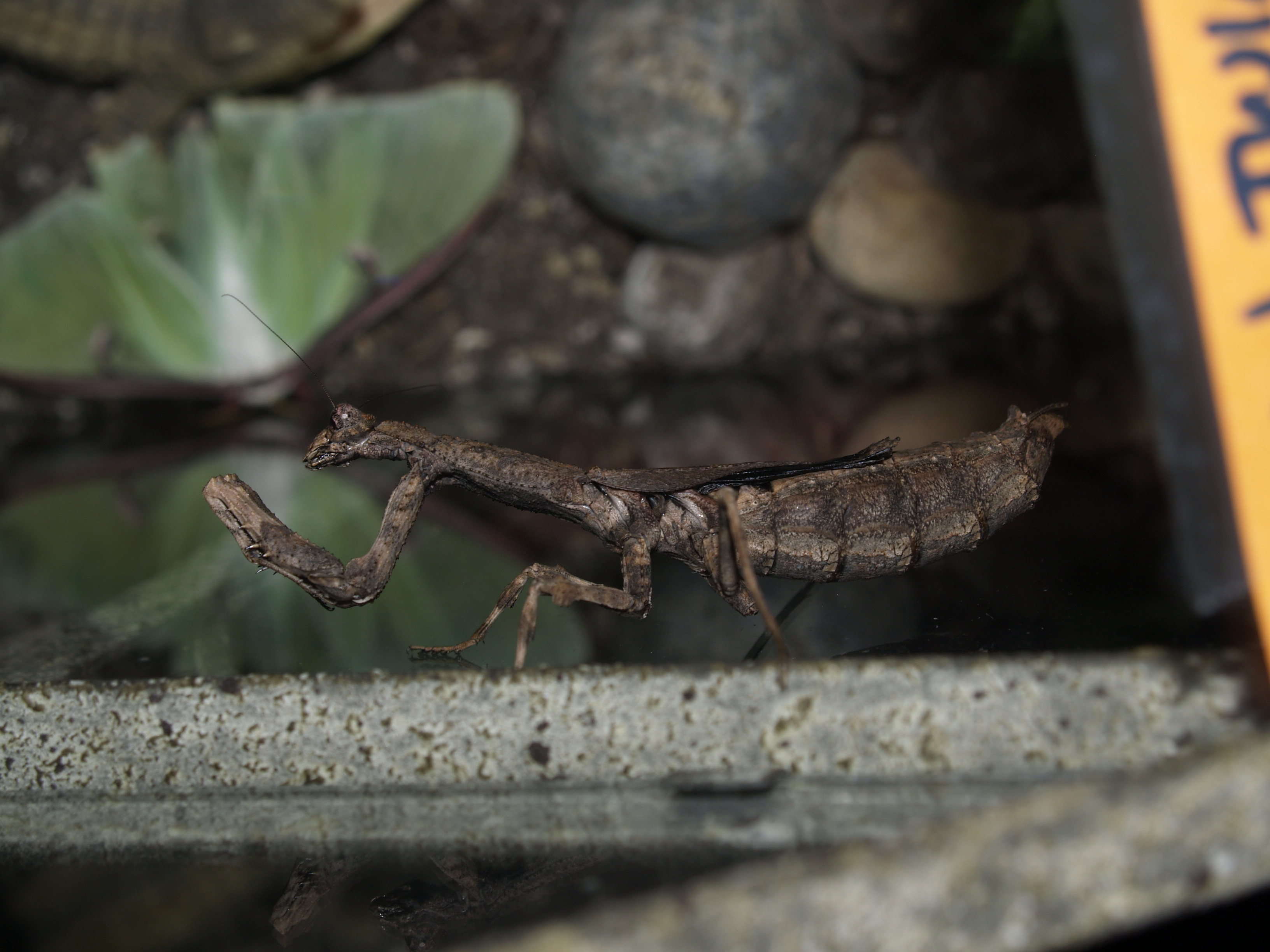 Repticon Costa Mesa 2014