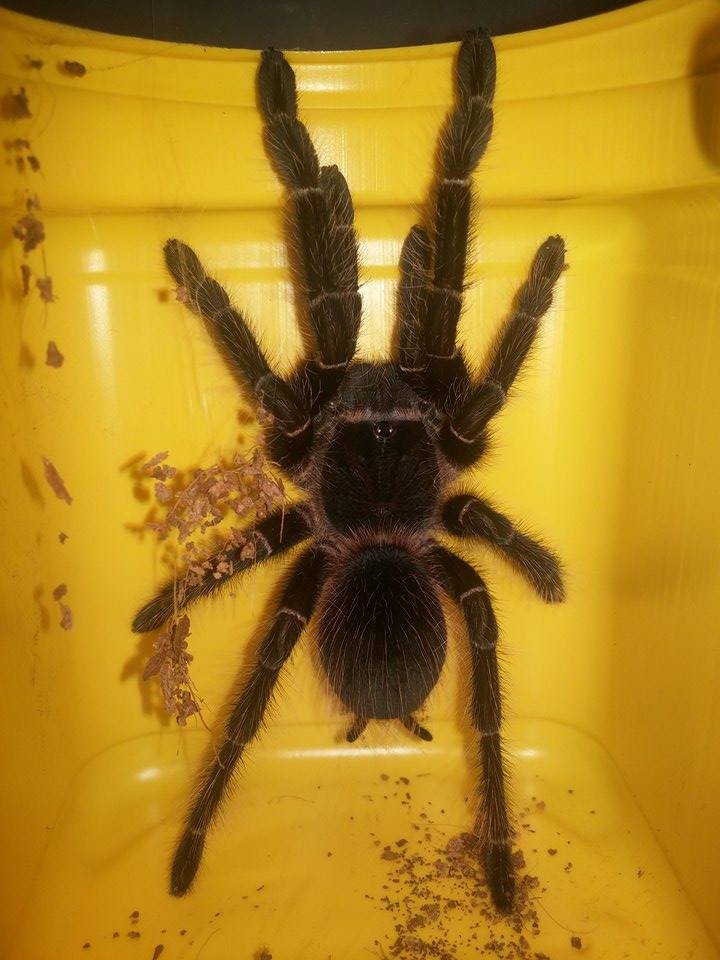 Roman 1 day after molt