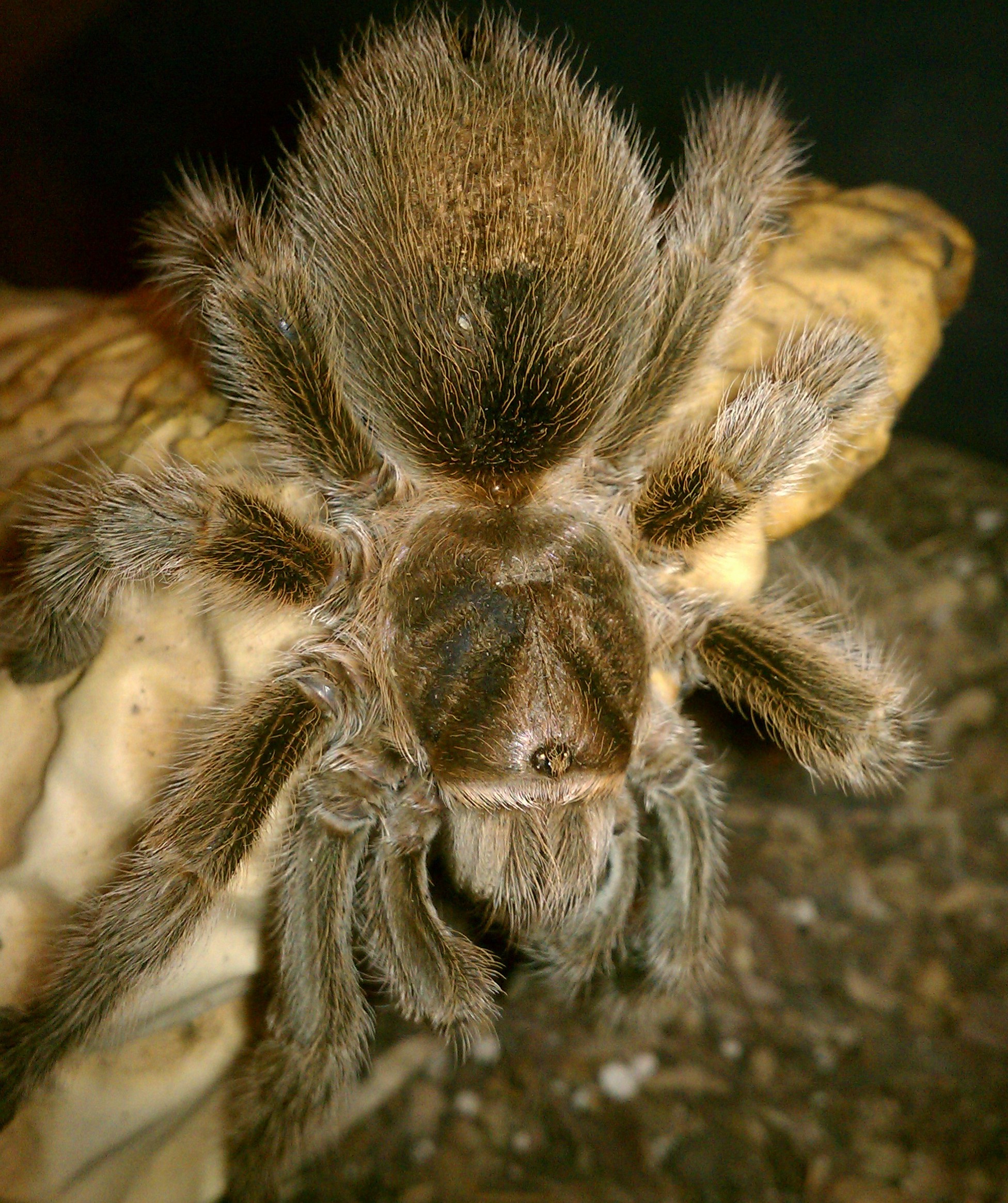Rose hair about to molt ?