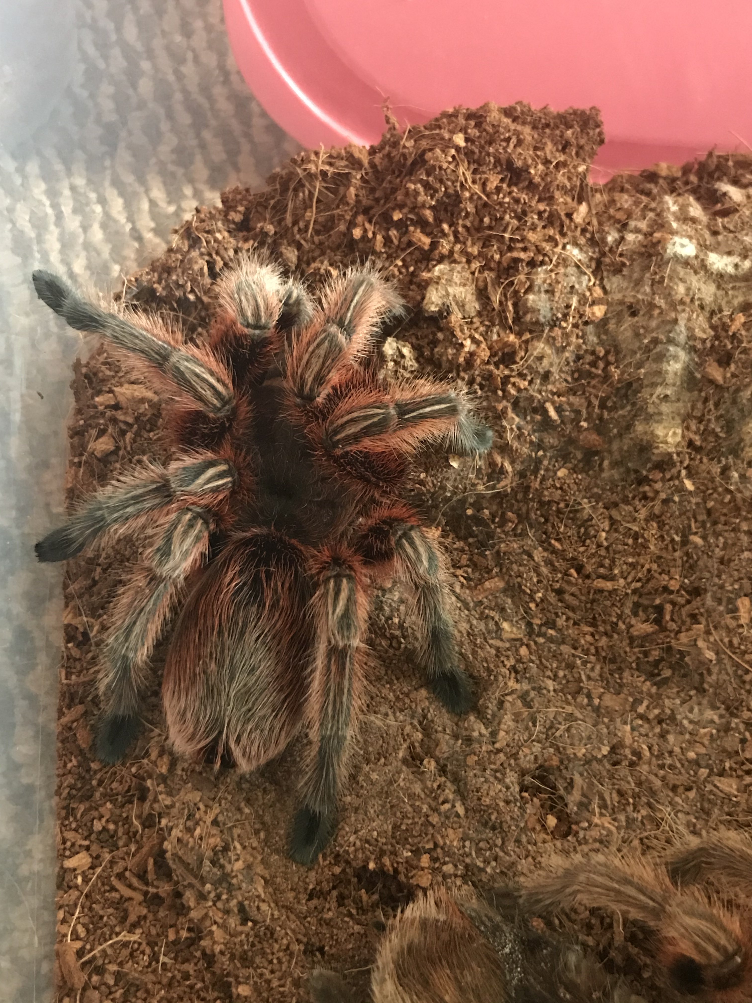 Rosea Red freshly moulted
