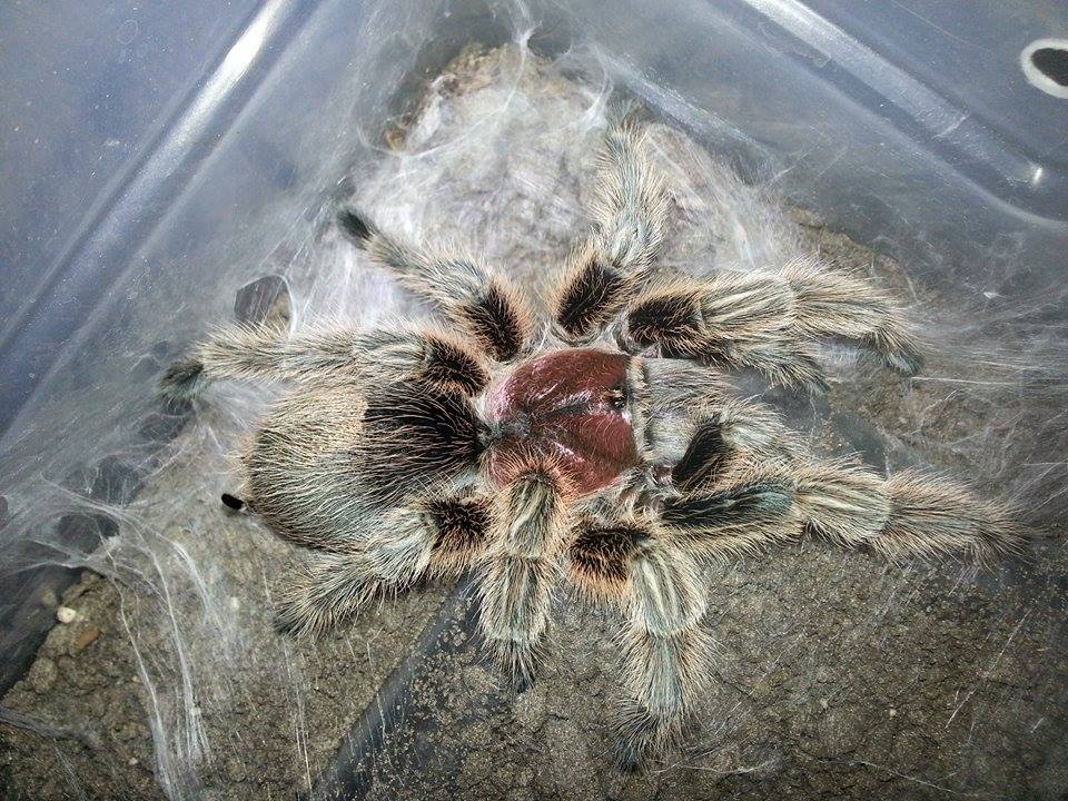 rosey fresh out of her molt