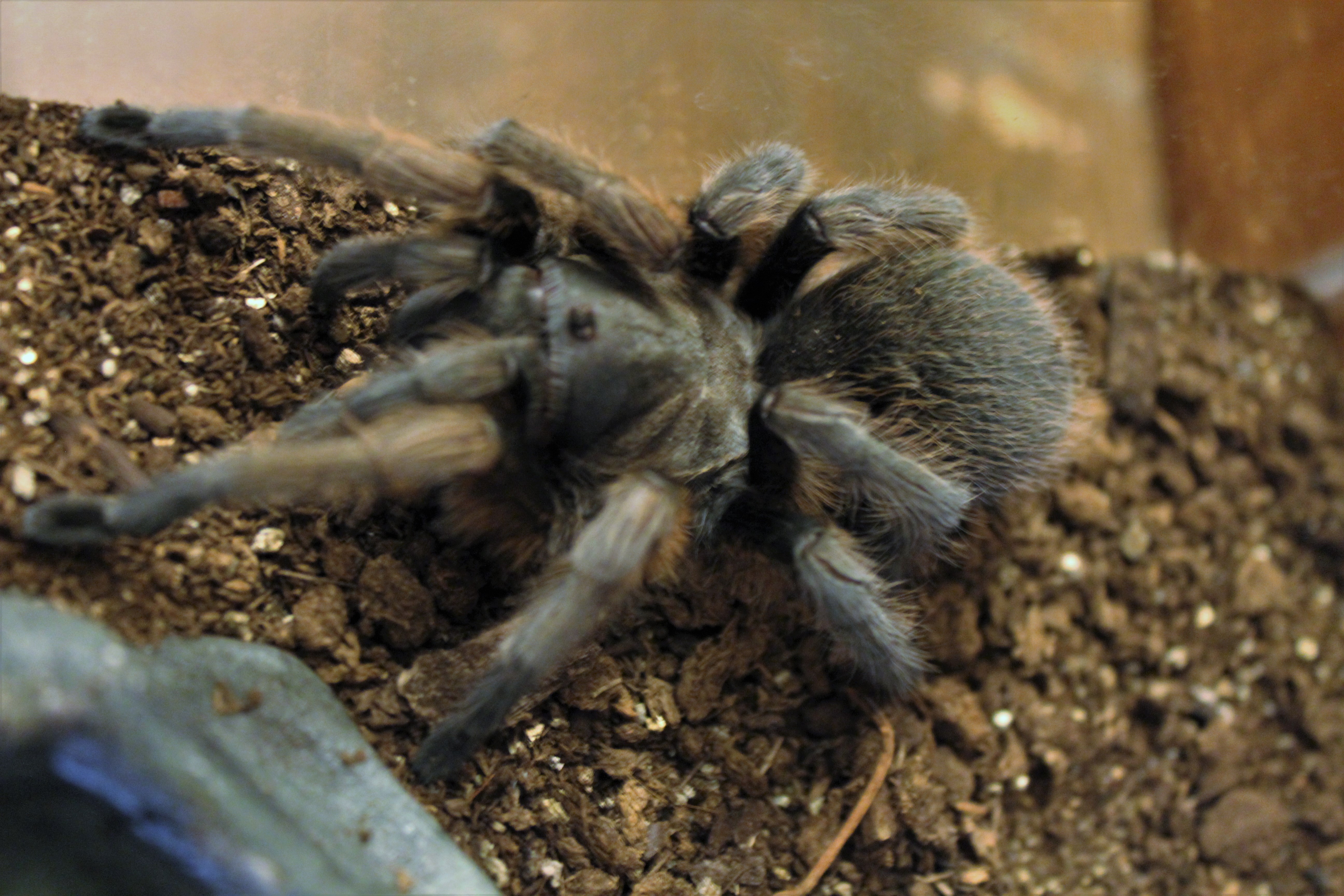 Roswell Blonde, Carlsbad Green T formerly thought to be an A. Hentzi