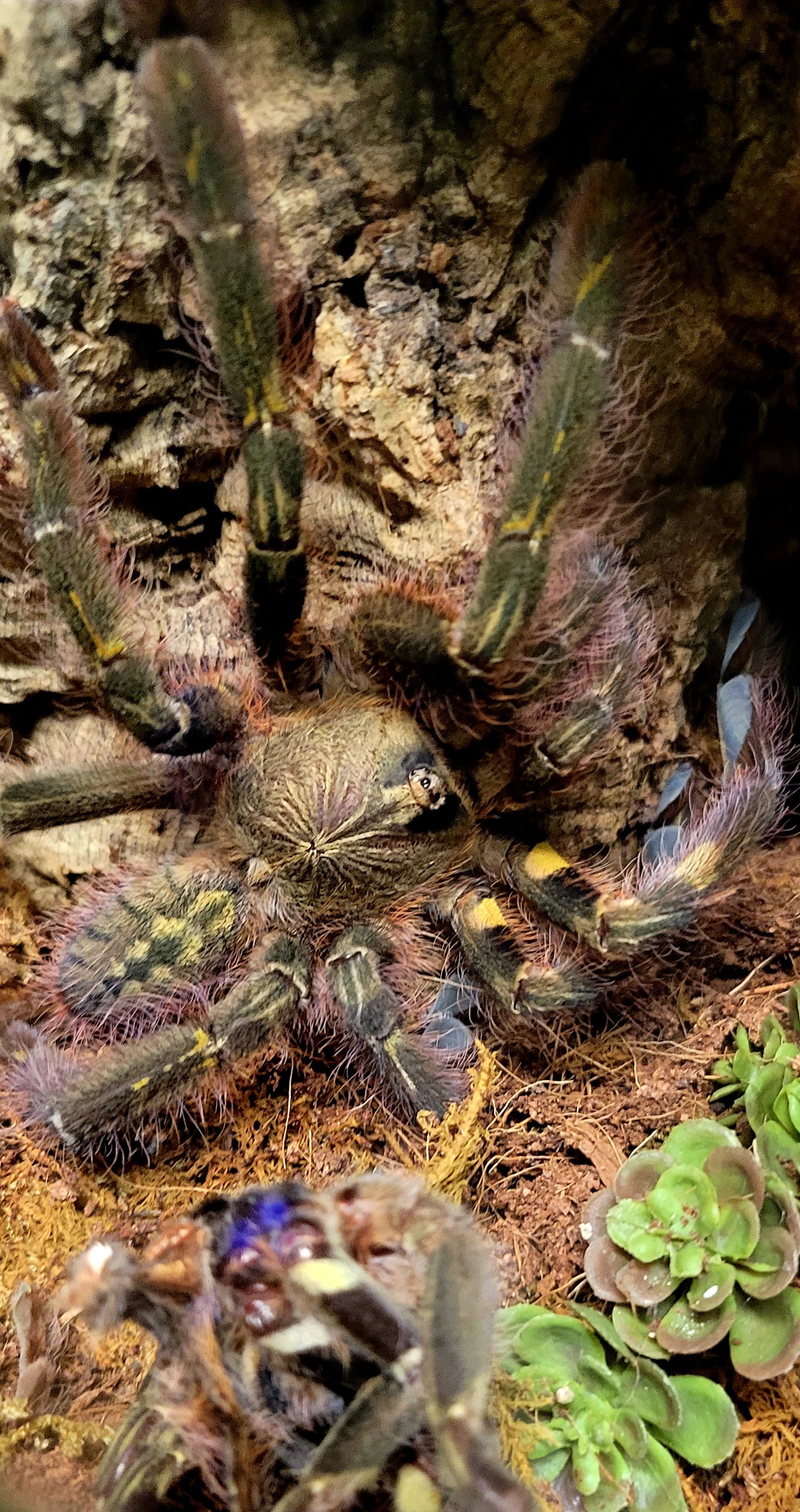 rufilata