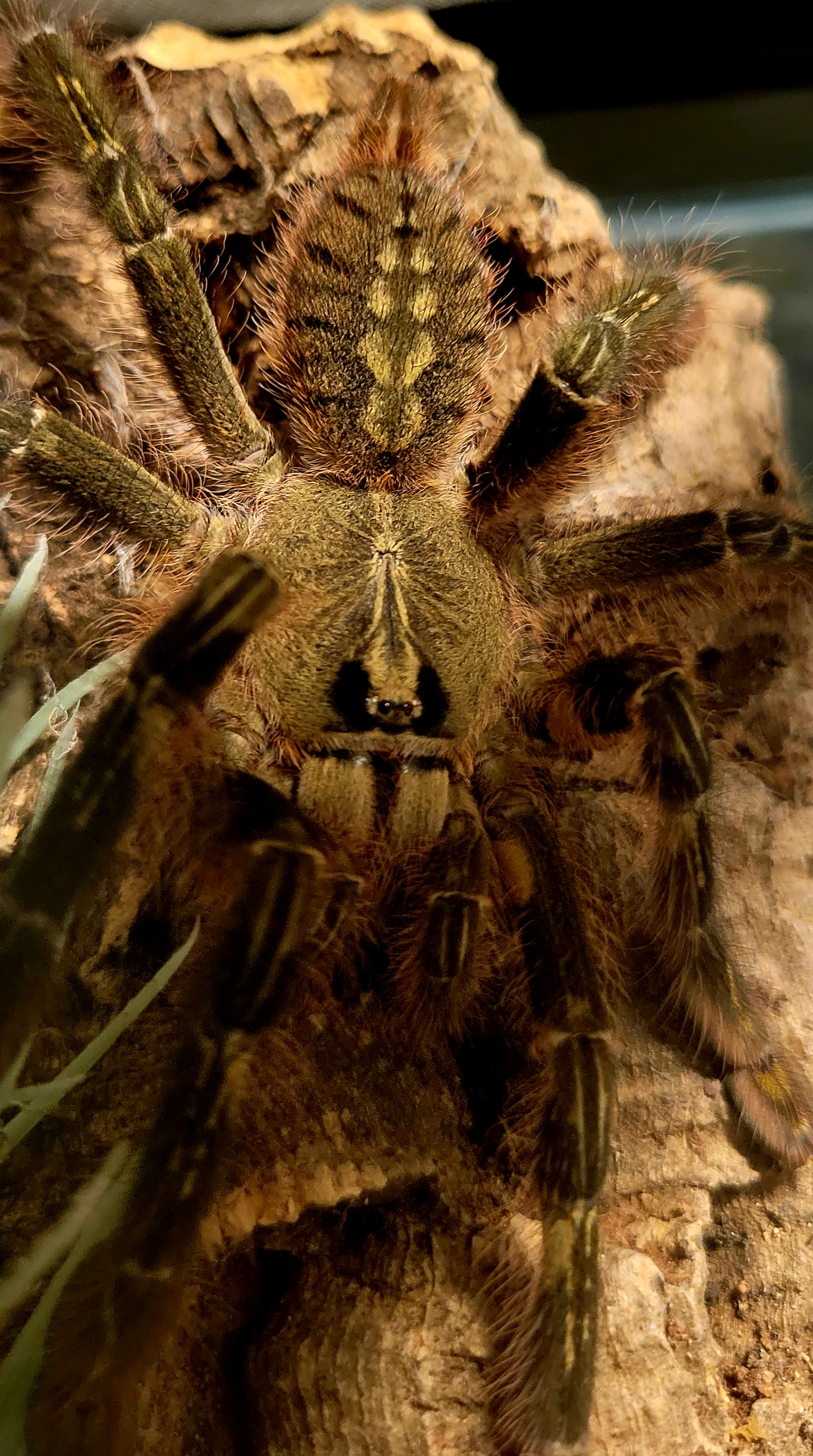 rufilata