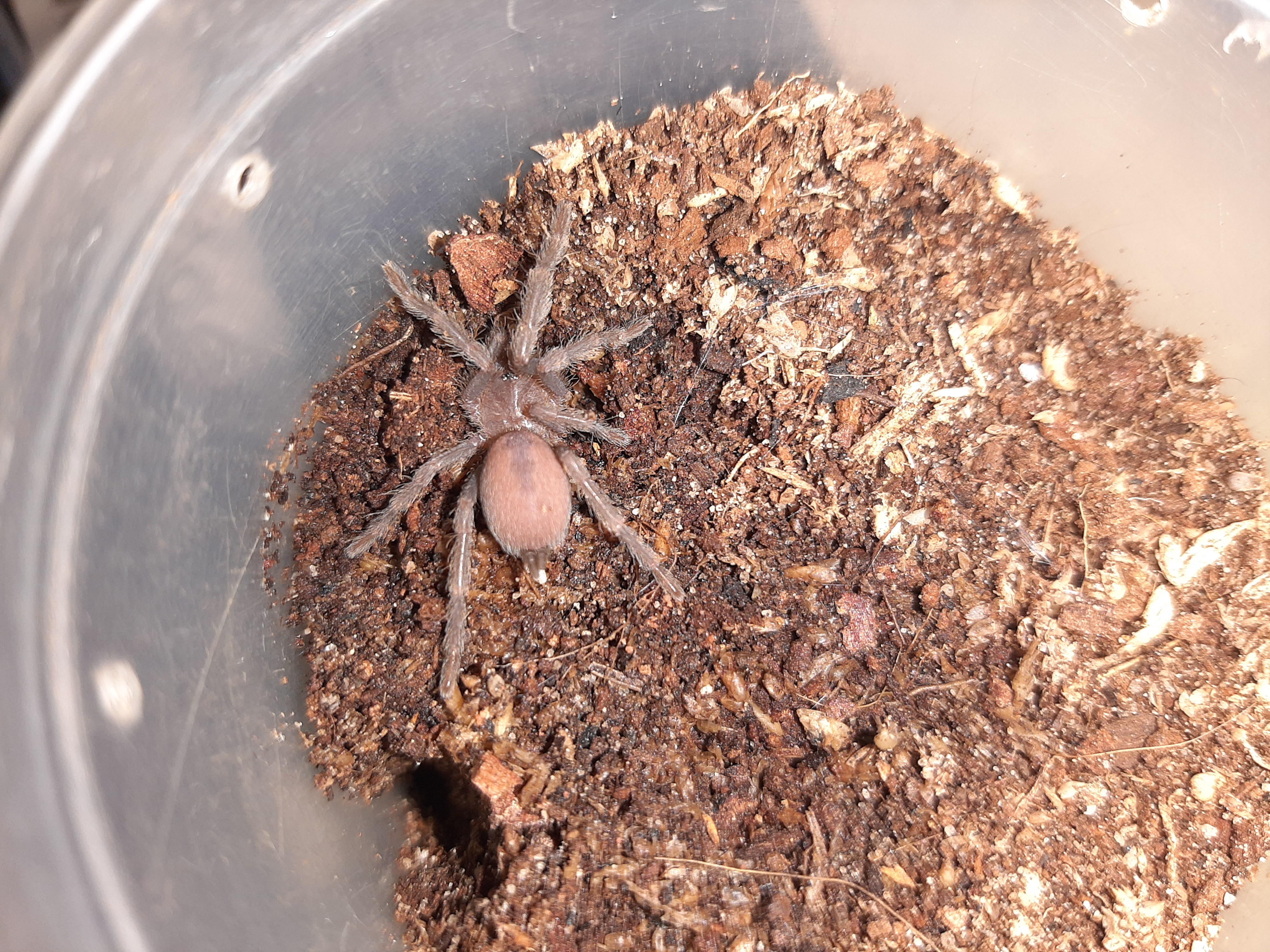 S. crassipes