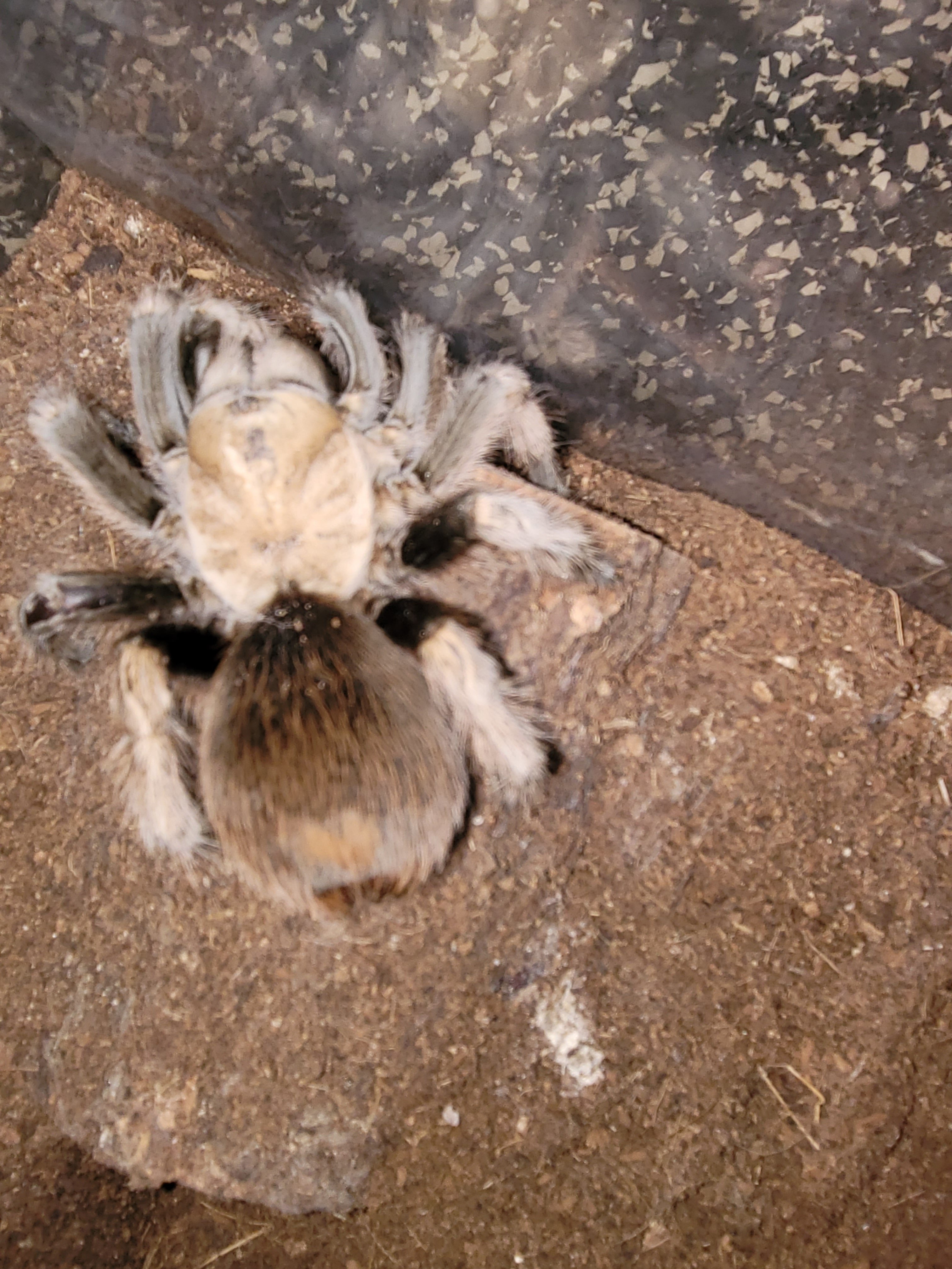 SAF A. Chalcodes---Charlotte