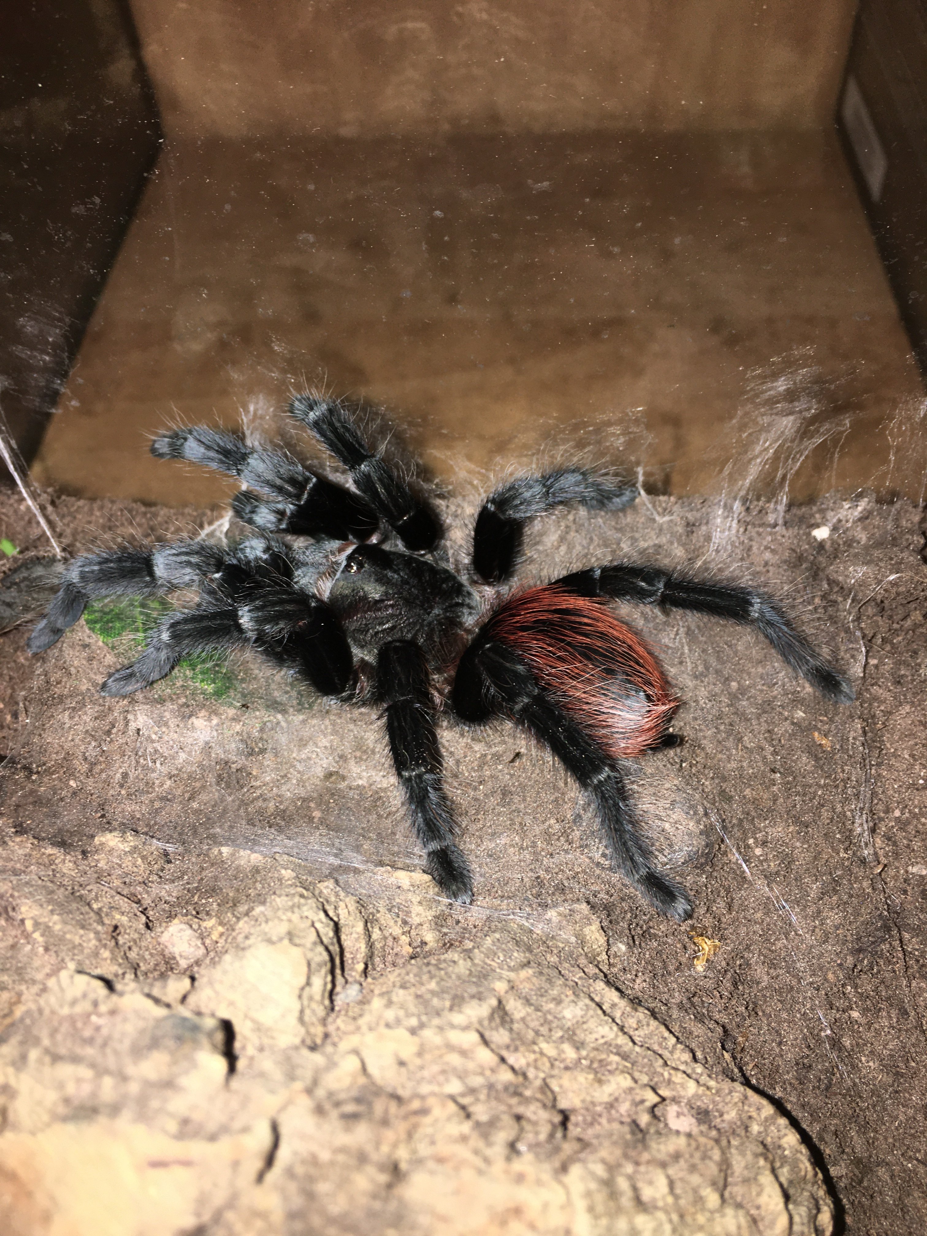 Saf Tliltocatl Sabulosus