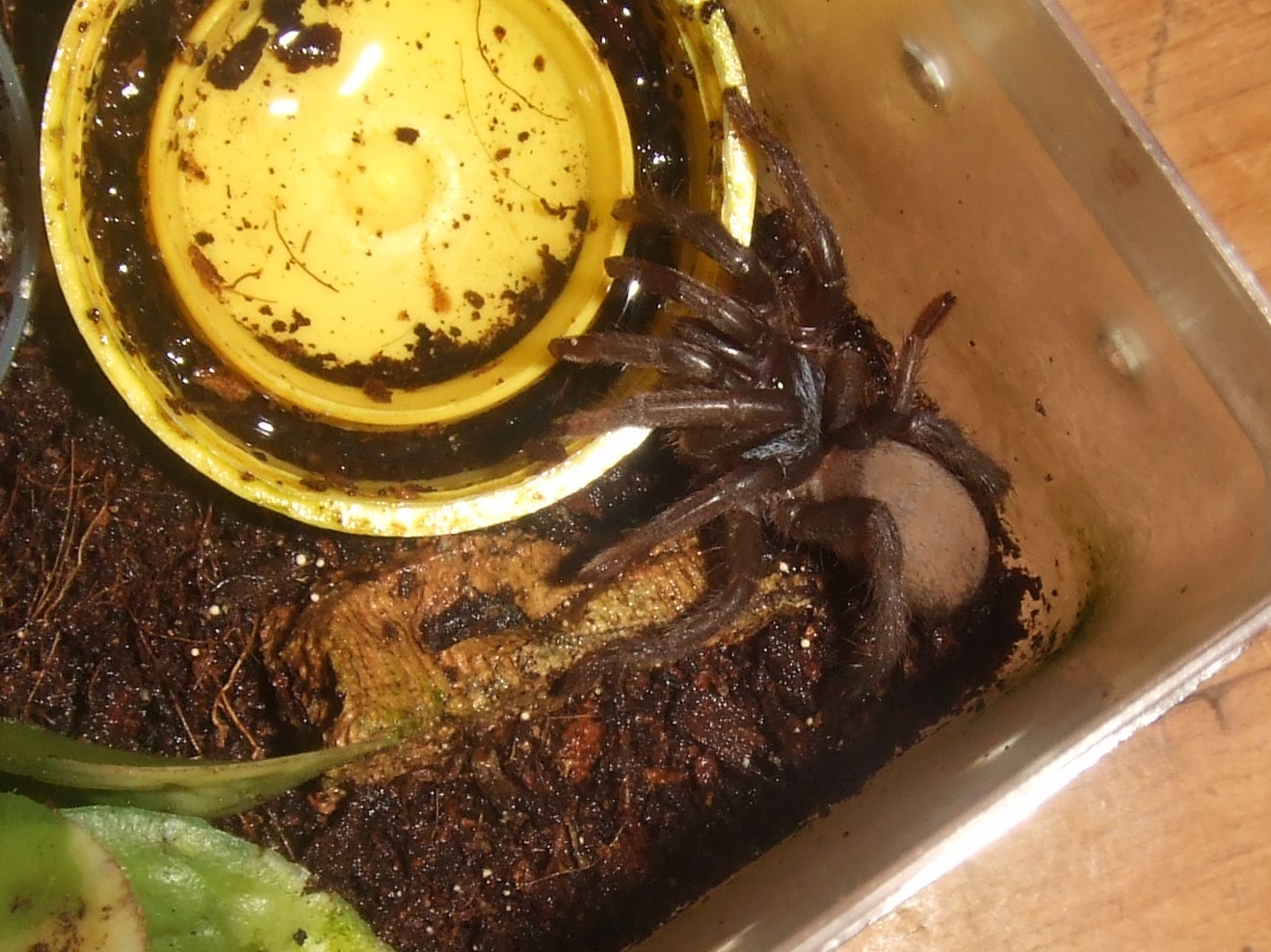 Sahydroaraneus raja - Kerala