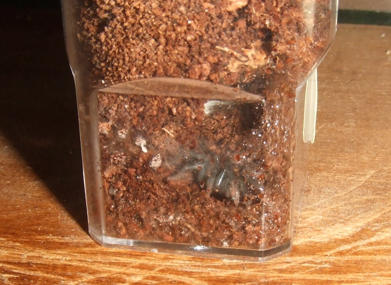 Sahydroaraneus raja - Kerala