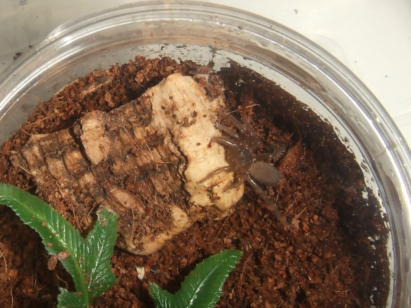 Sahydroaraneus raja - Kerala