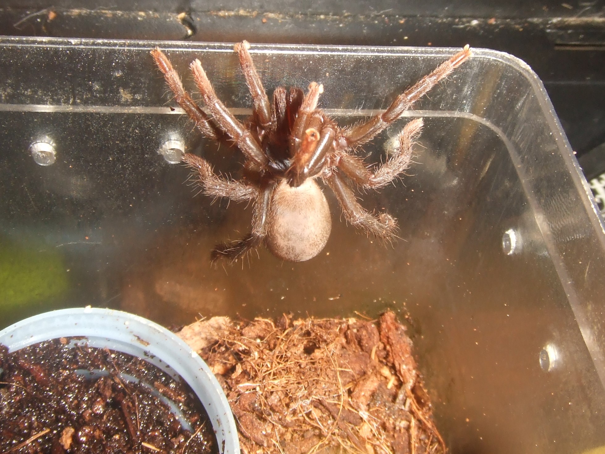 Sahydroaraneus raja - Kerala