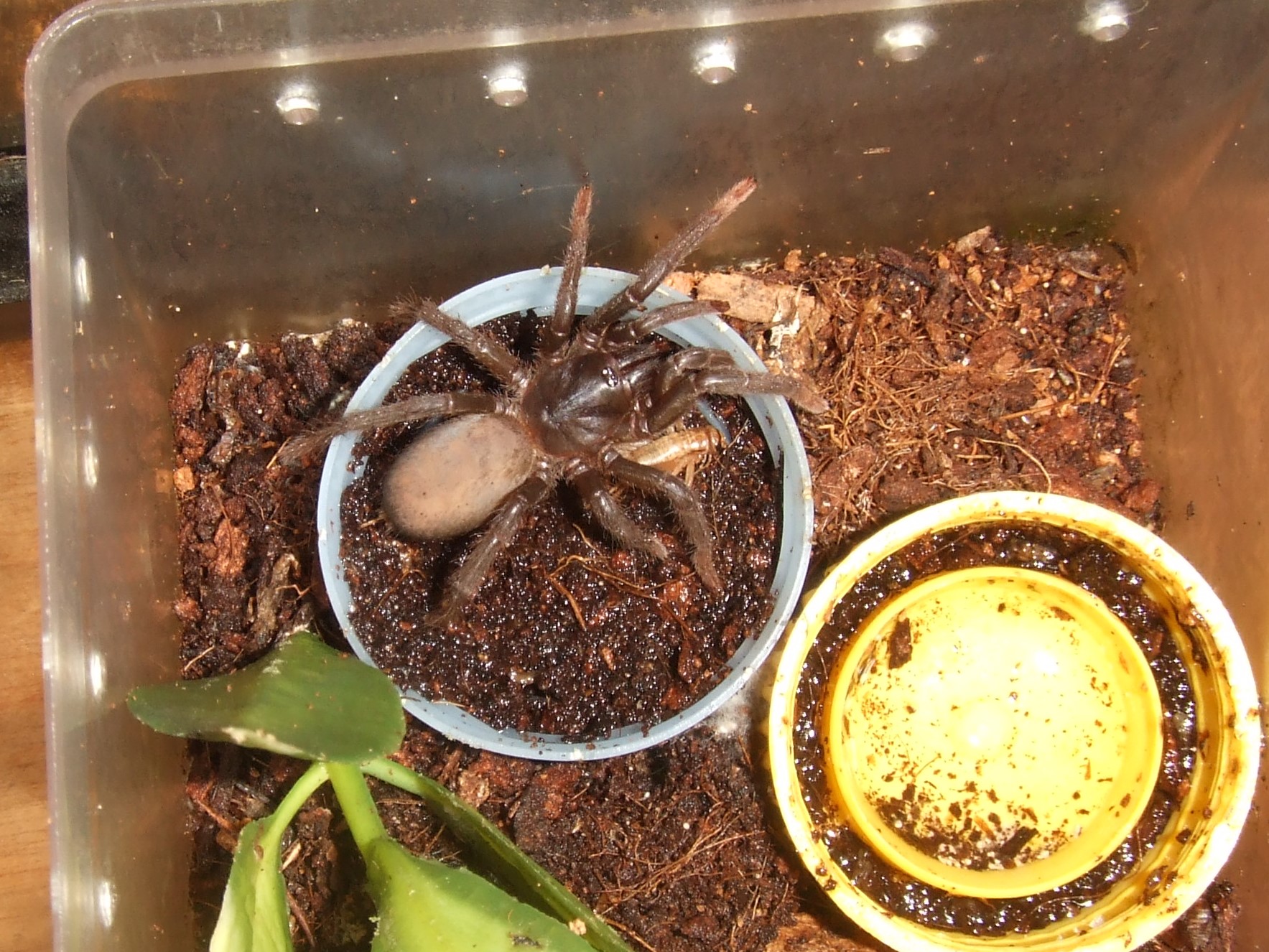 Sahydroaraneus raja - Kerala