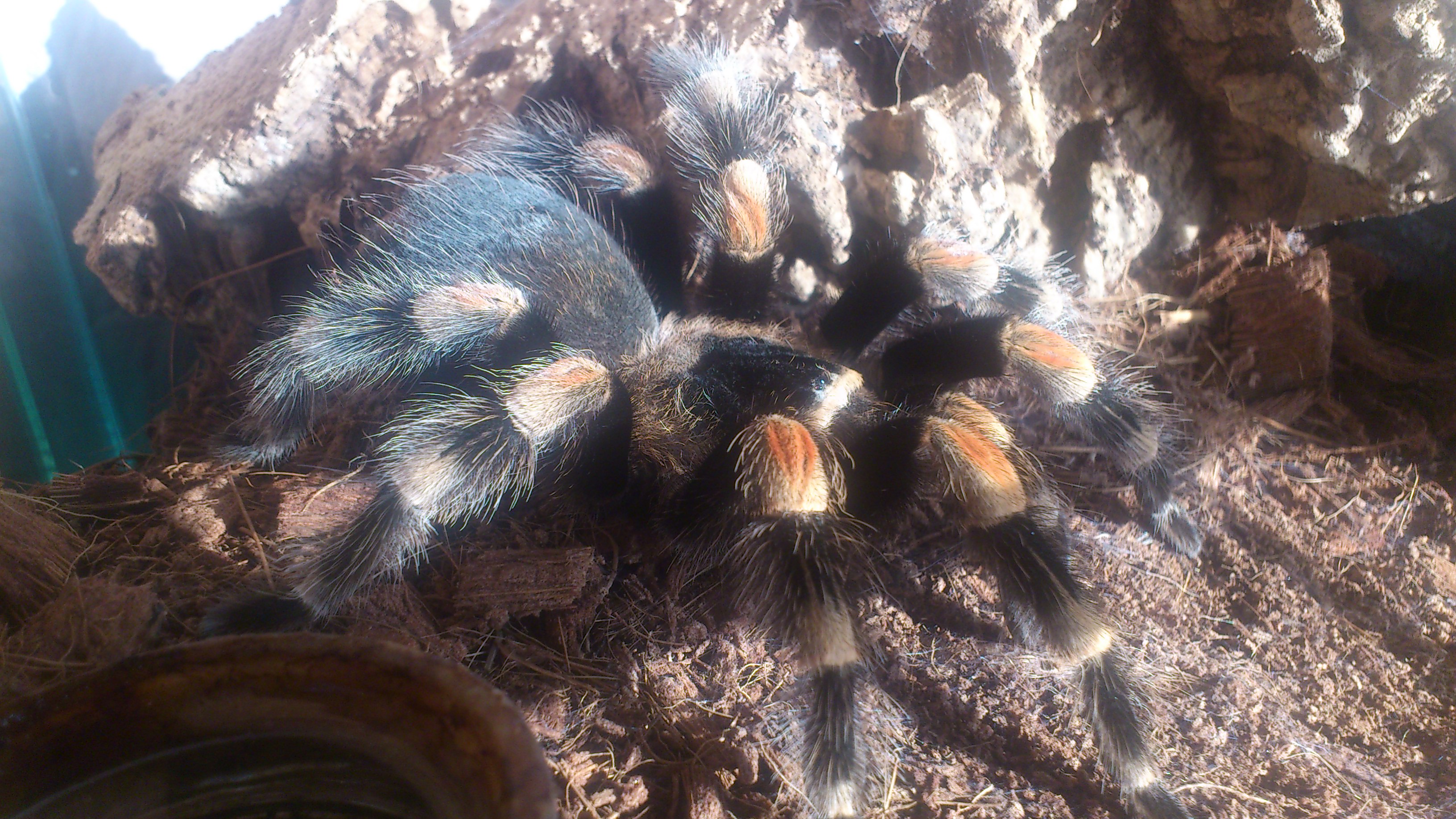 Sammie.......B smithi