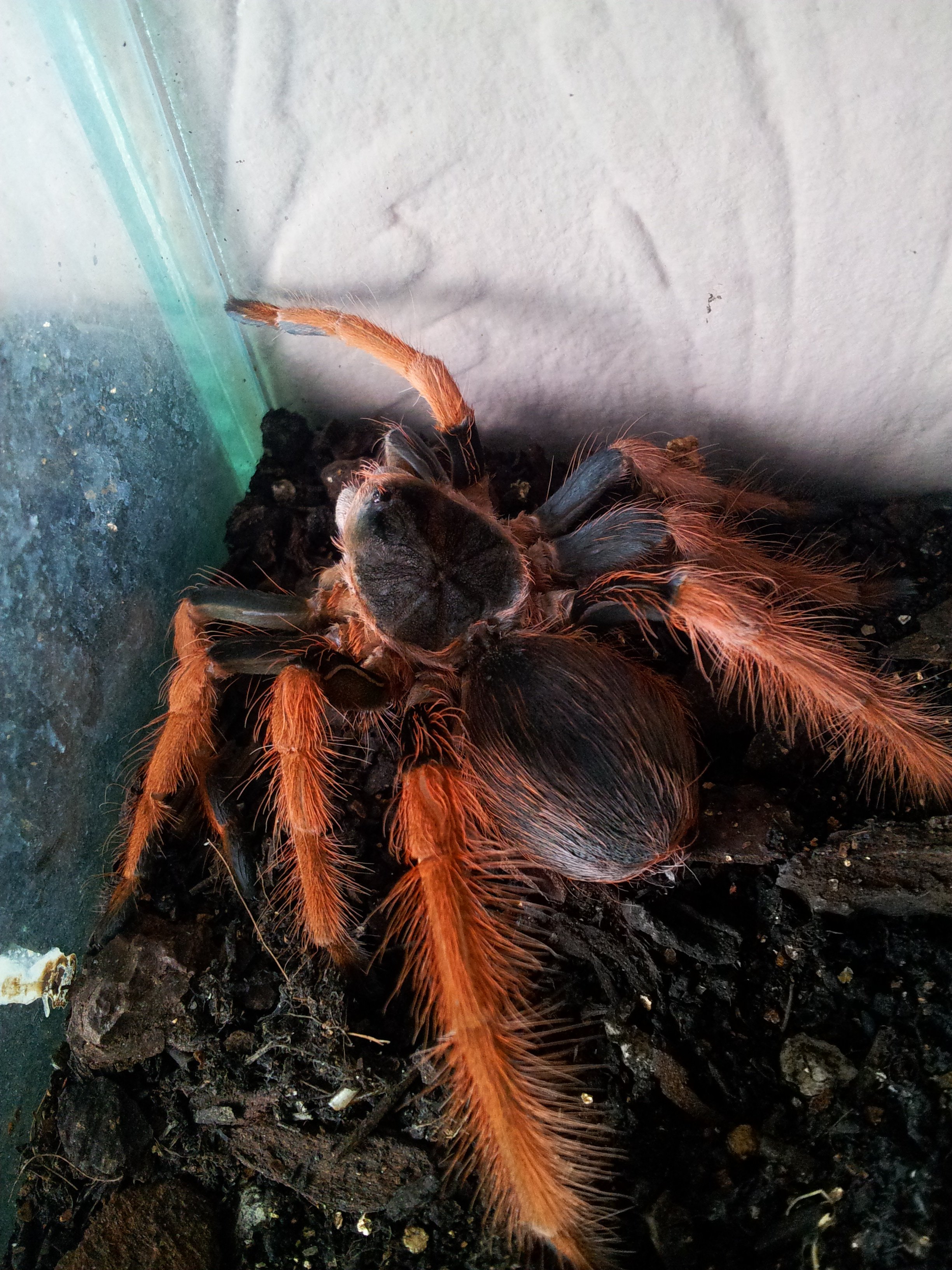 Santana....Megaphobema robustum