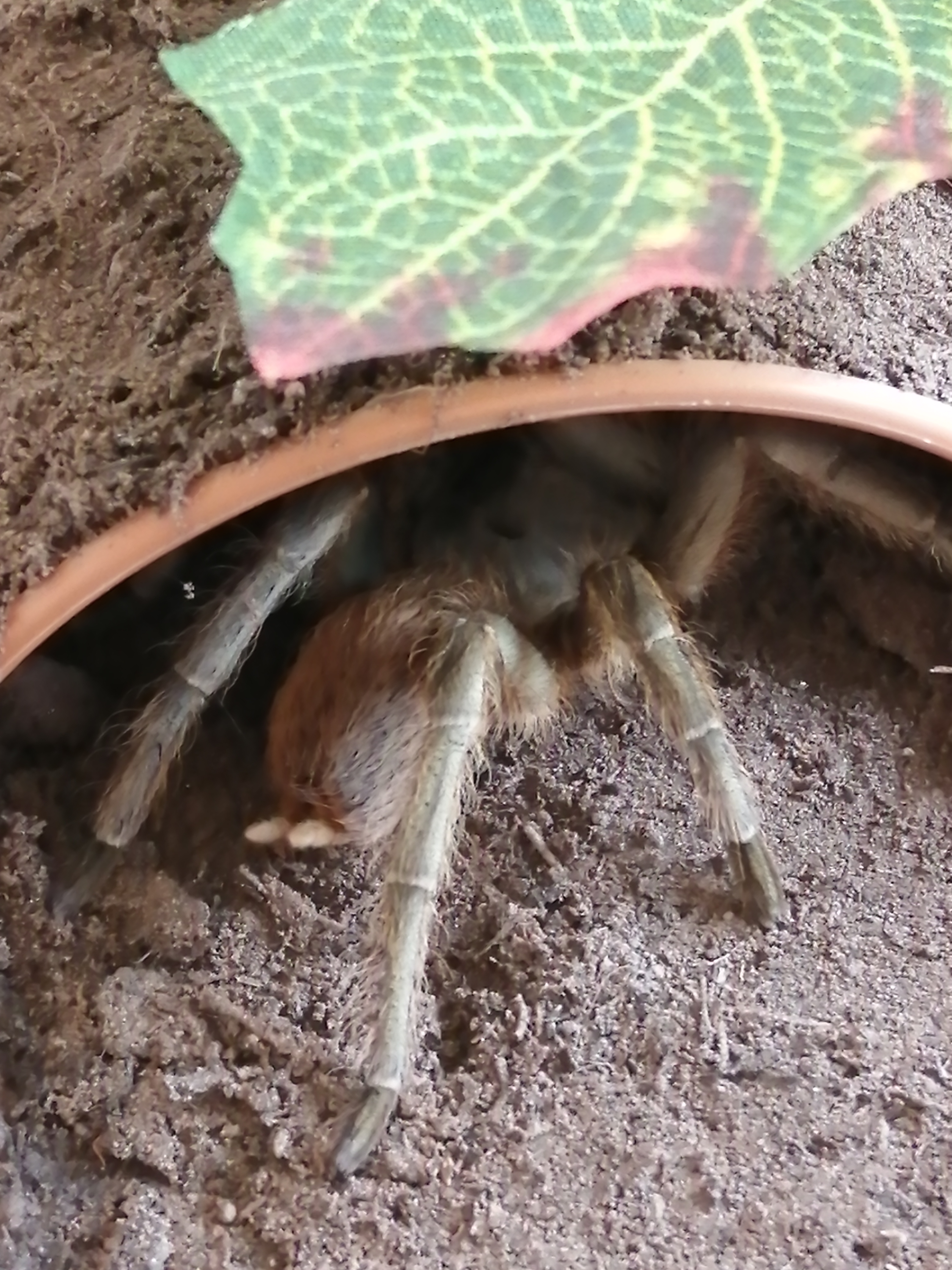 Sardinsta lanceolatum (ex brachypelma fossorium)