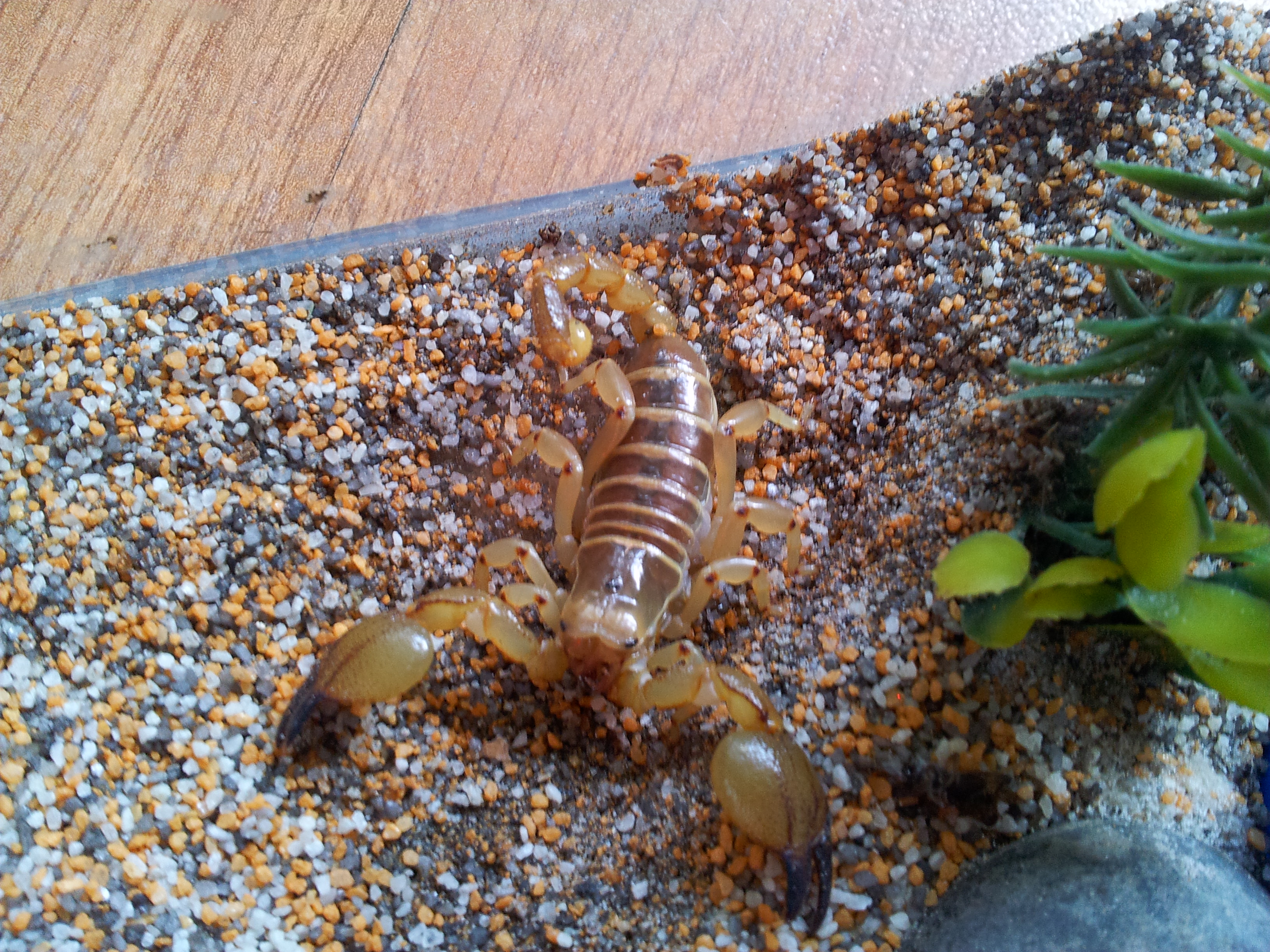 Scaramanga..... Scorpio maurus