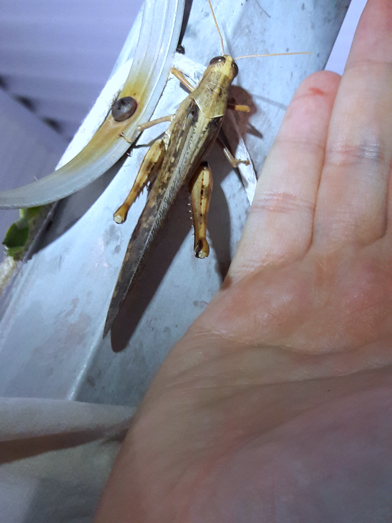 Schistocerca nitens 'Grey Bird Grasshopper'