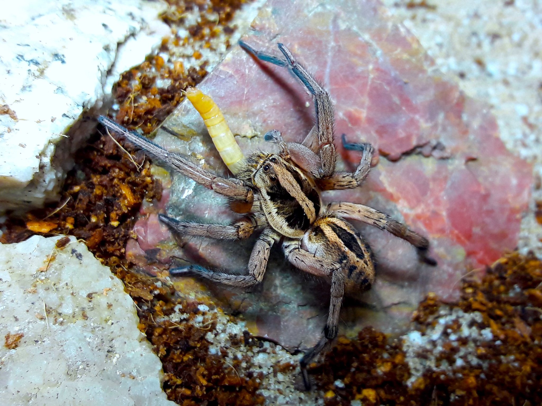 Schizocosa maxima 'Giant schizocoa'