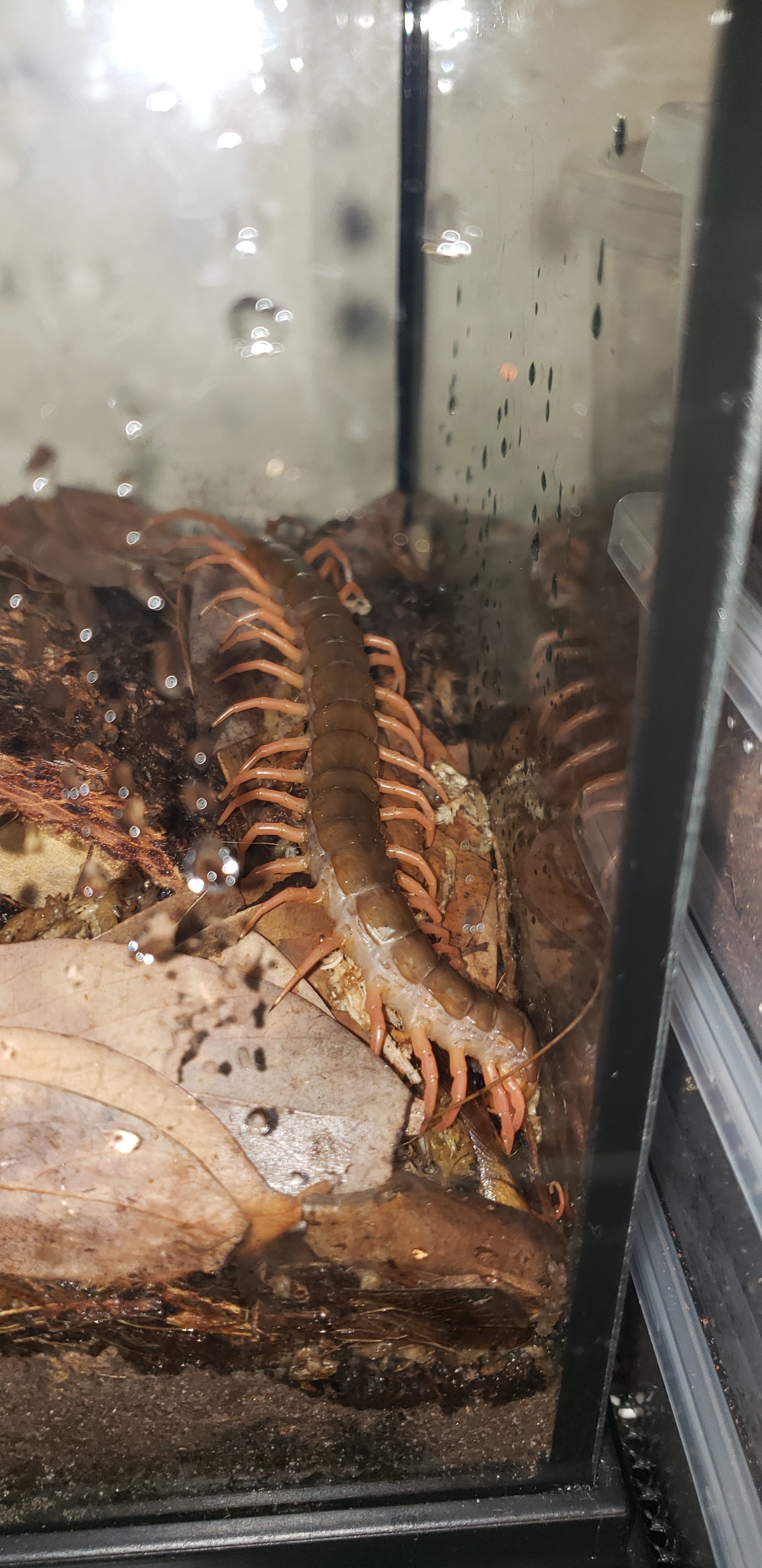 Scolopendra dehaani