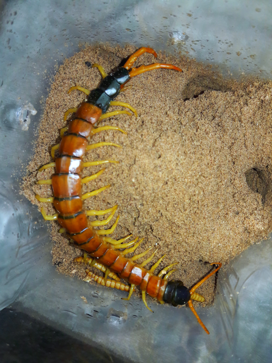 Scolopendra heros arizonensis 'Sonoran giant centipede'