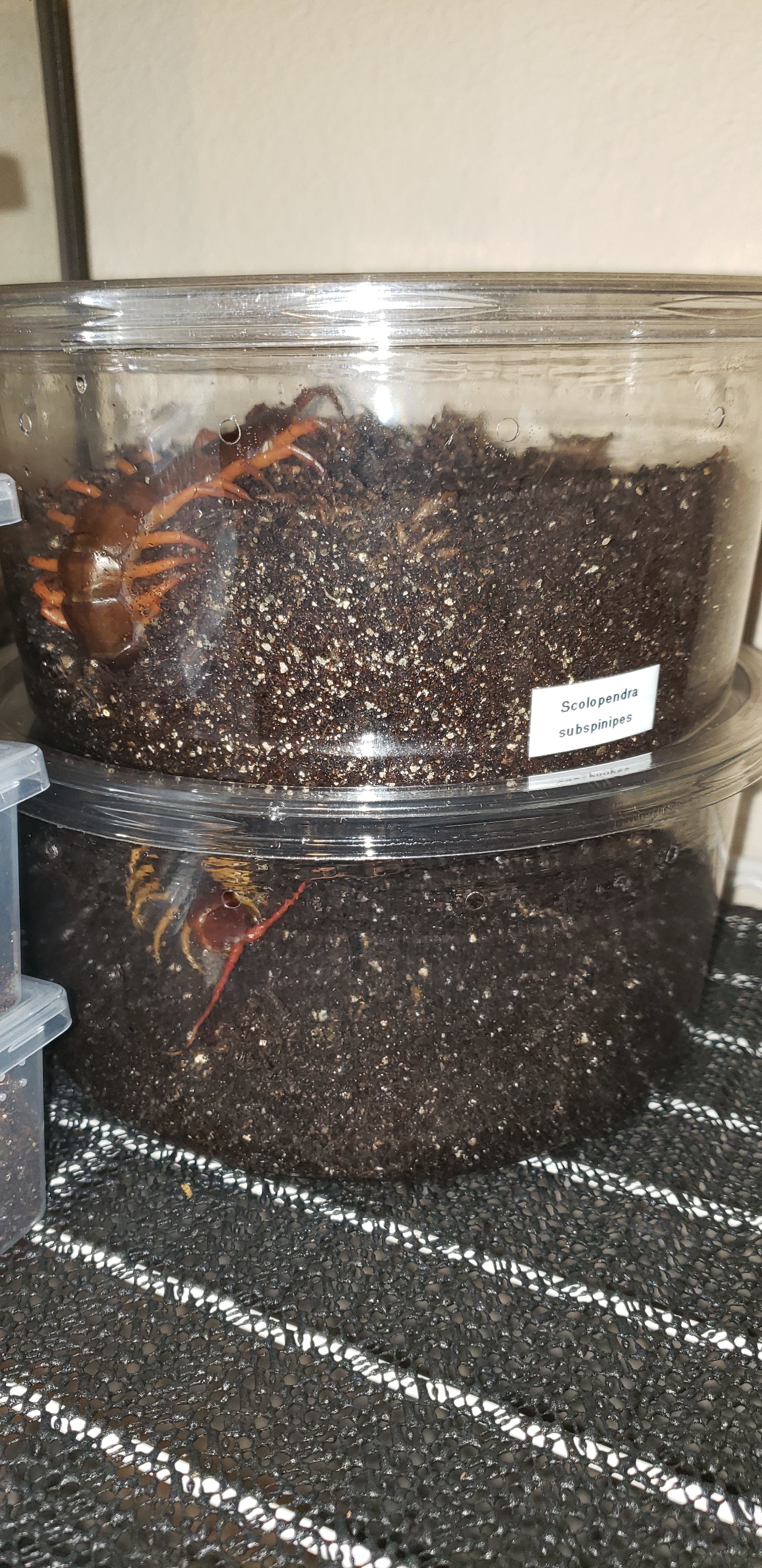 Scolopendra subspinipes