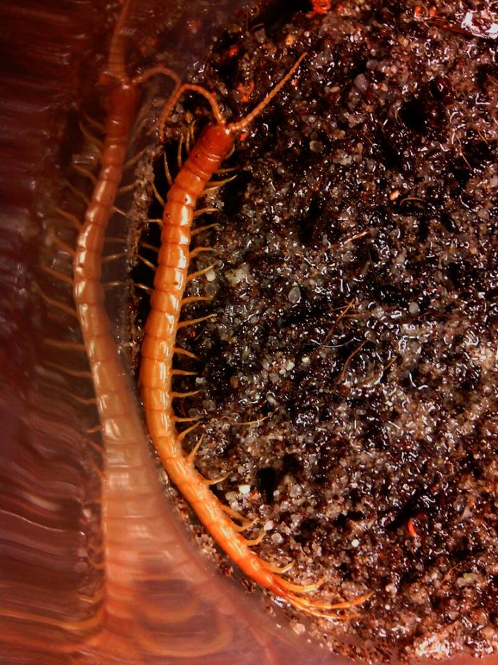 Scolopocryptops gracilis -Slender Bark centipede