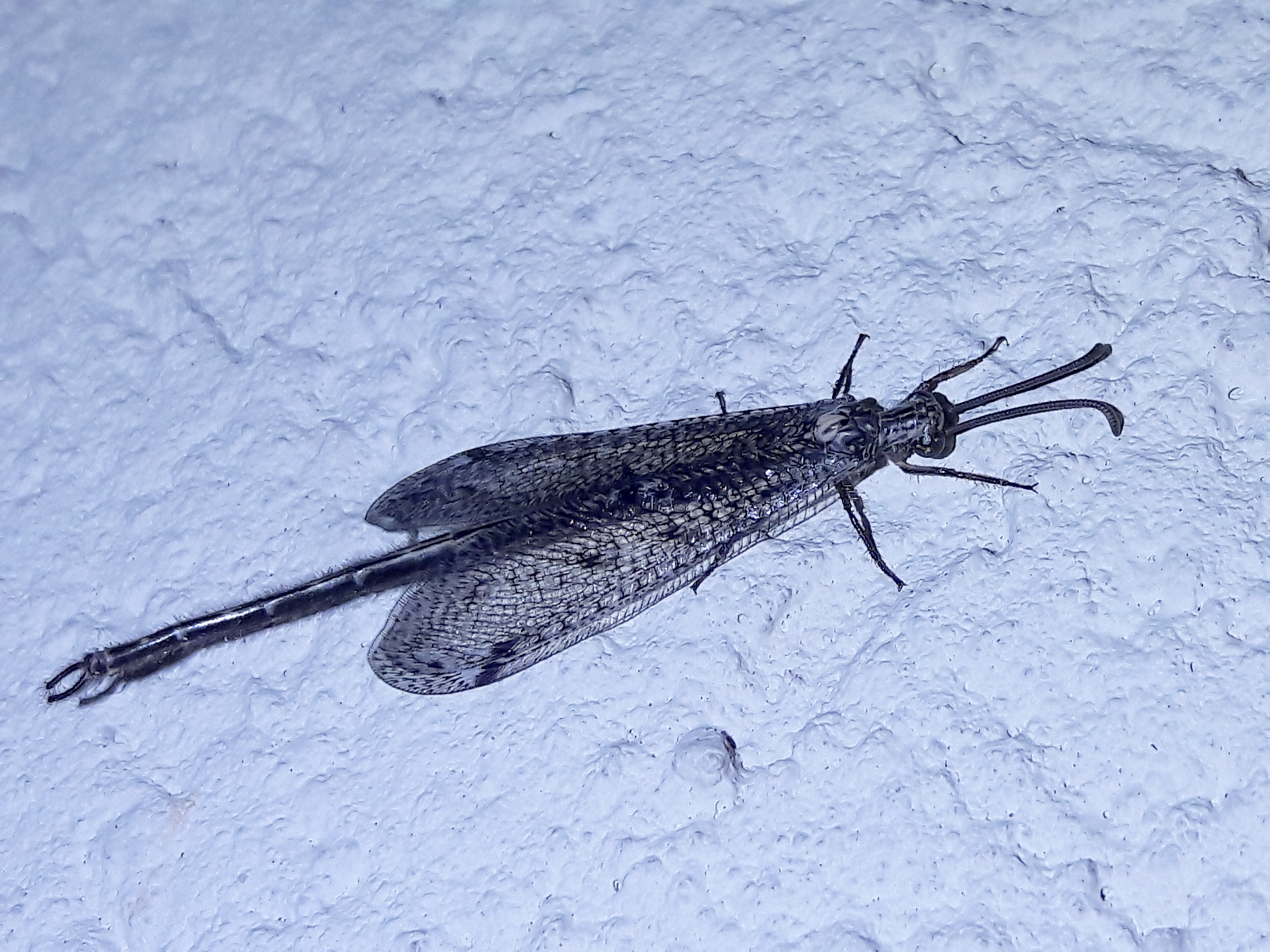 Scotoleon palpalis 'long-tailed antlion'