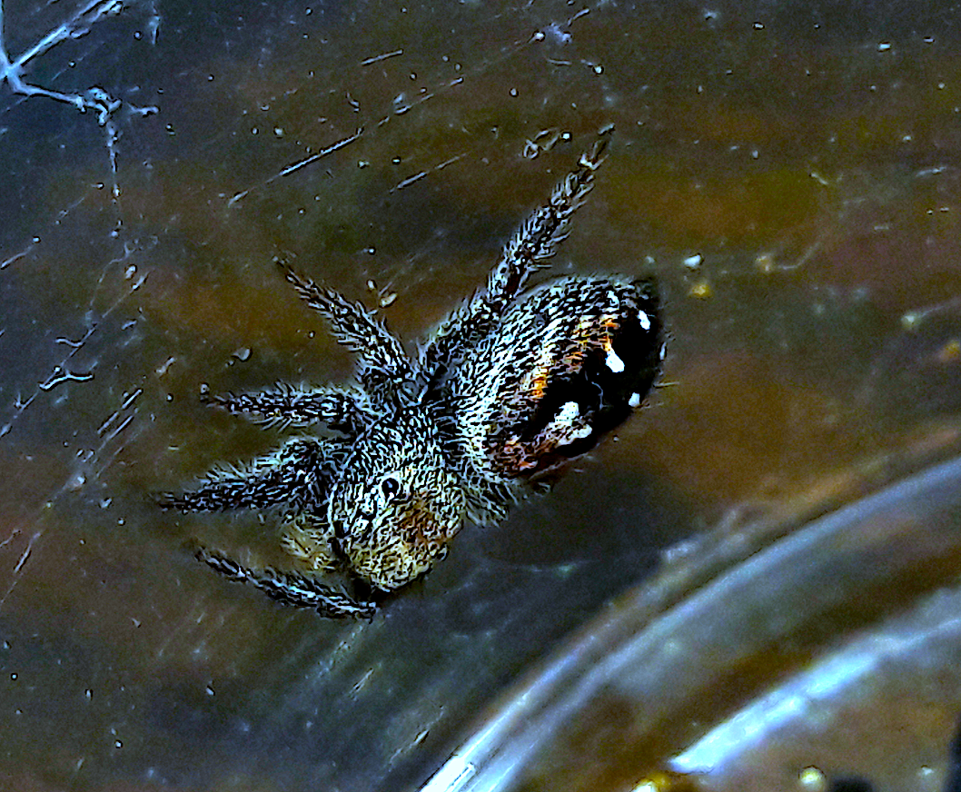 Secret phidippus sp.