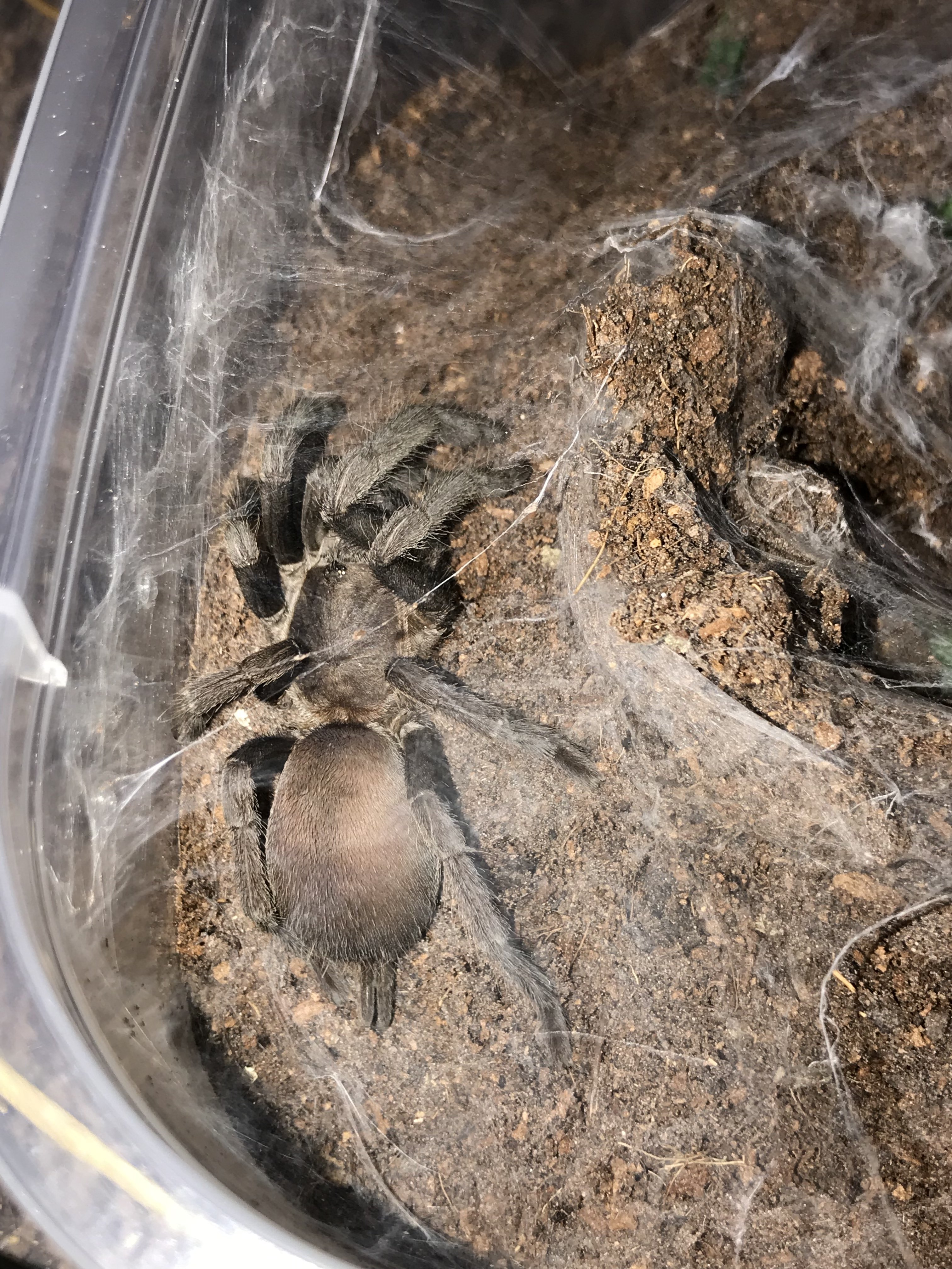 Selenocosmia Crassipes