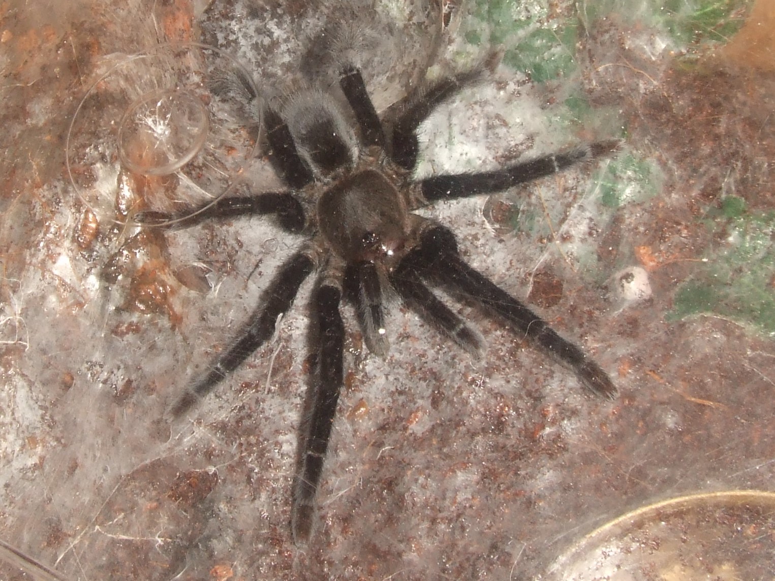 Selenocosmia javanensis - Jakarta