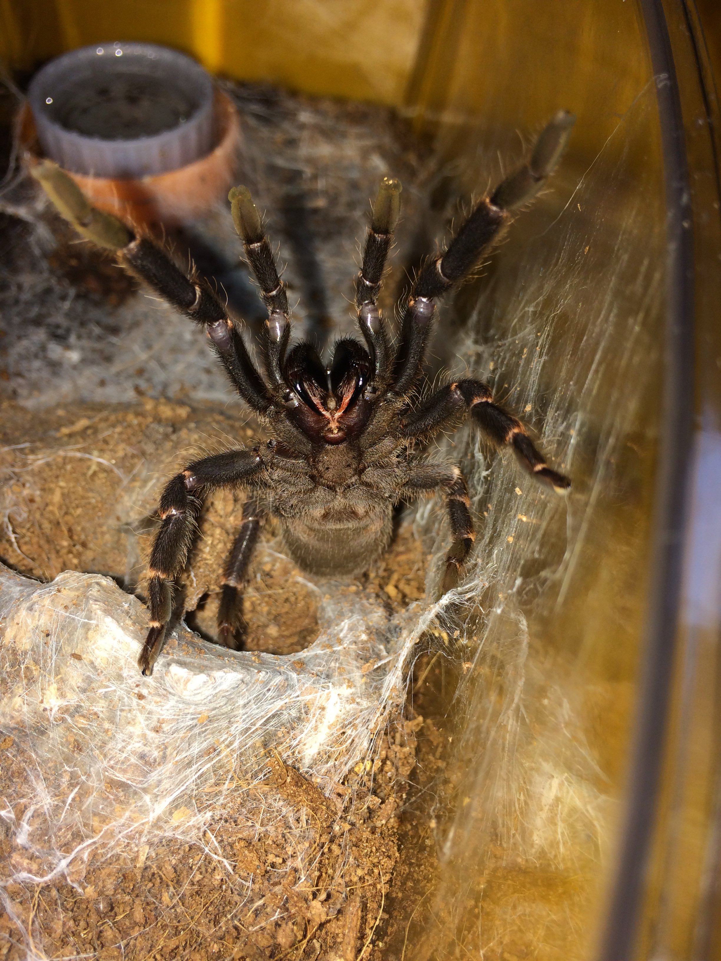 Selenocosmia Kovariki