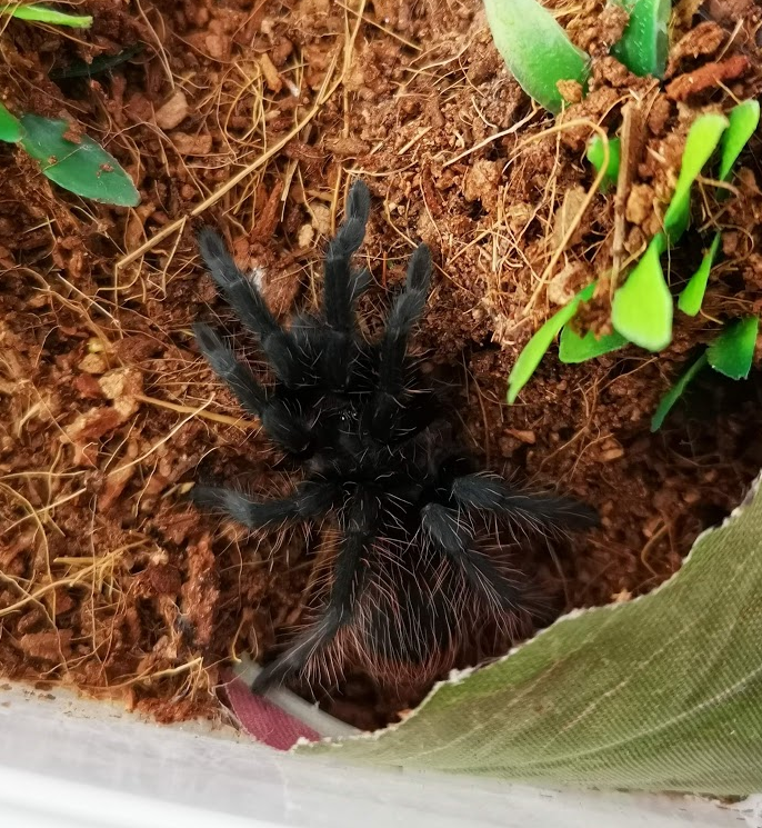 Sericopelma angustum - Anki