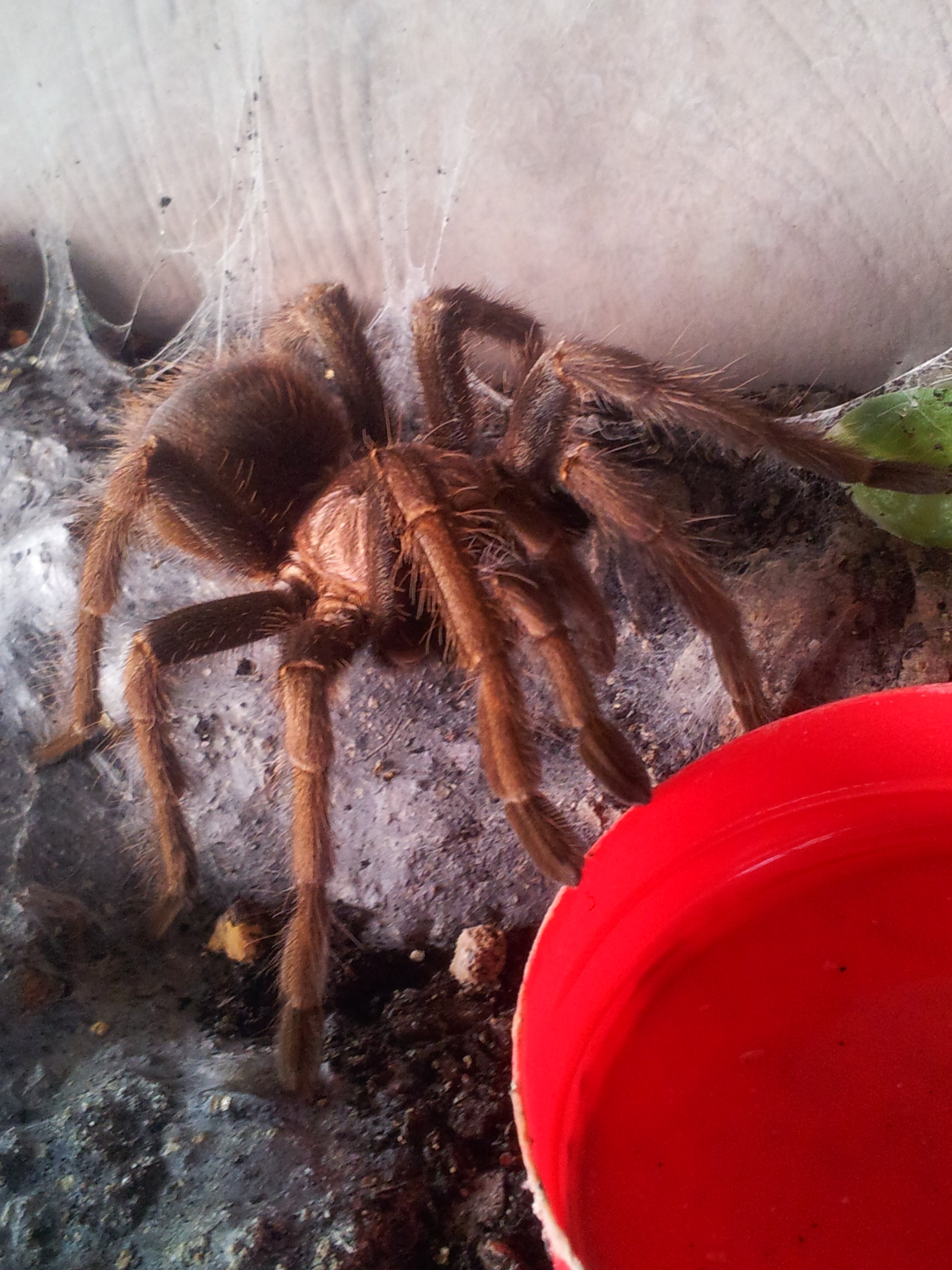 Shamrock........Phormictopus sp full green