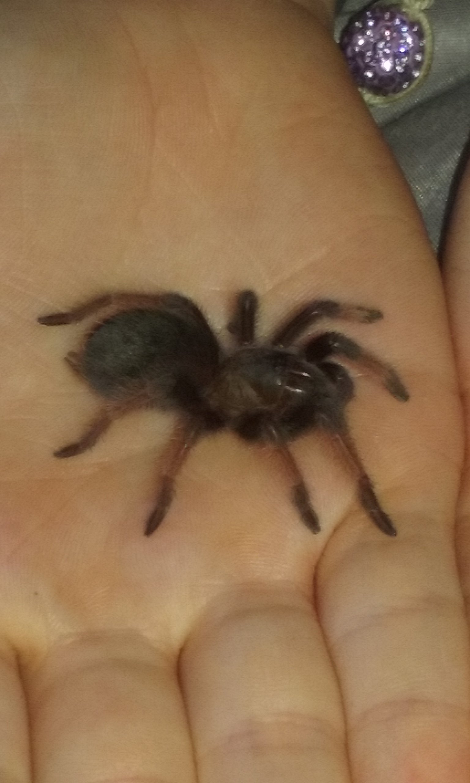 Shelby (the spider) with Phoebe (the daughter).