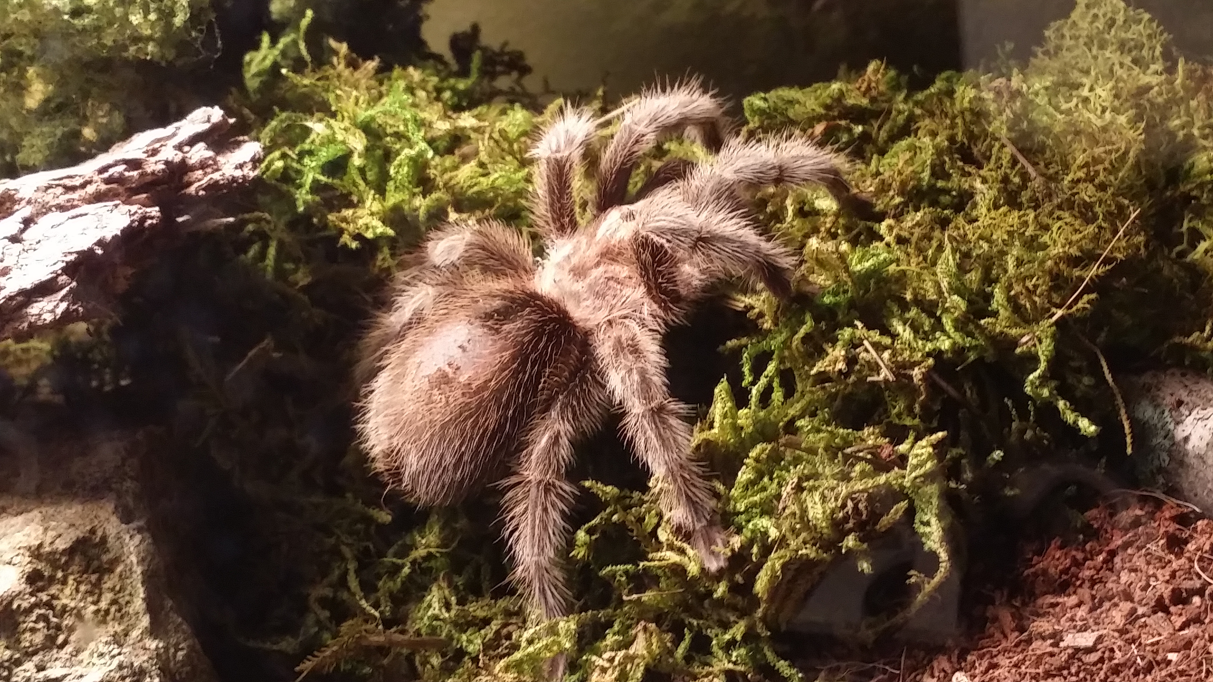 Shelob, my Chilean Rose