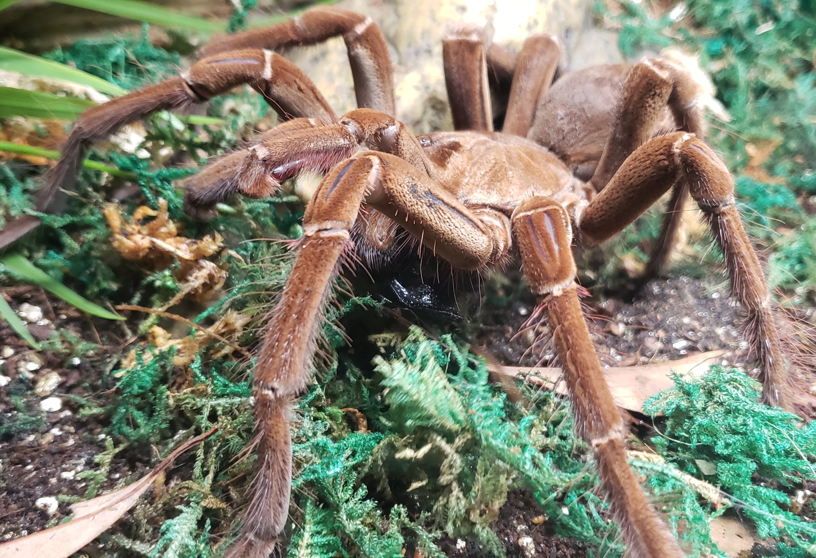 Showing pedipalps