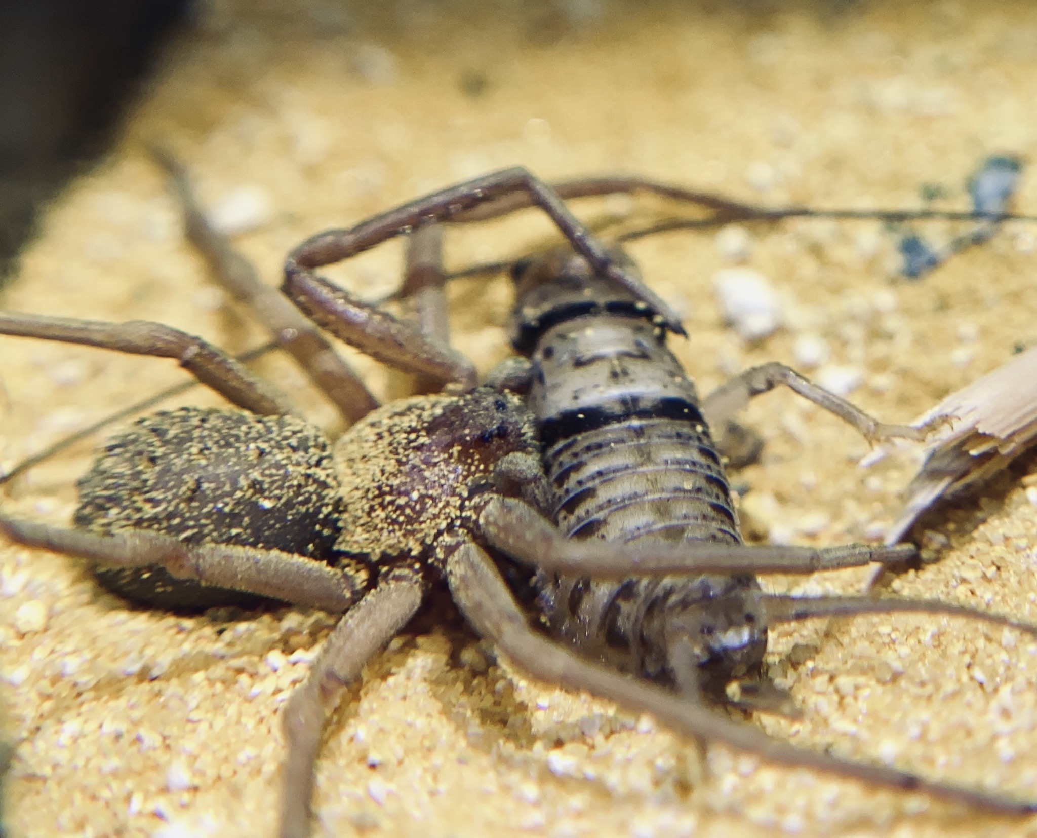 Sicarius Thomisoides