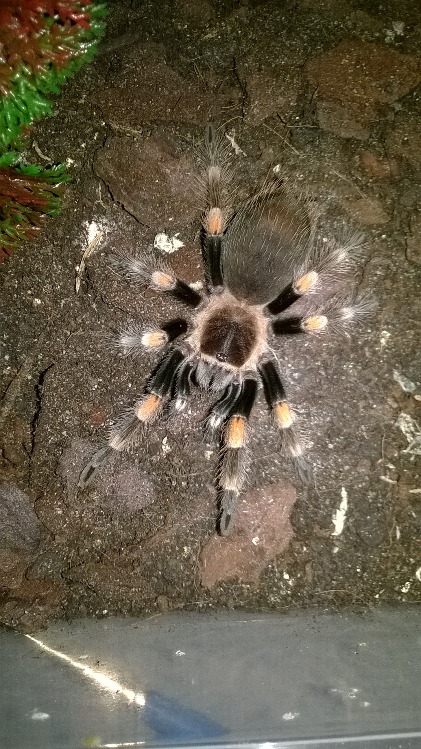 Sid! B.Smithi