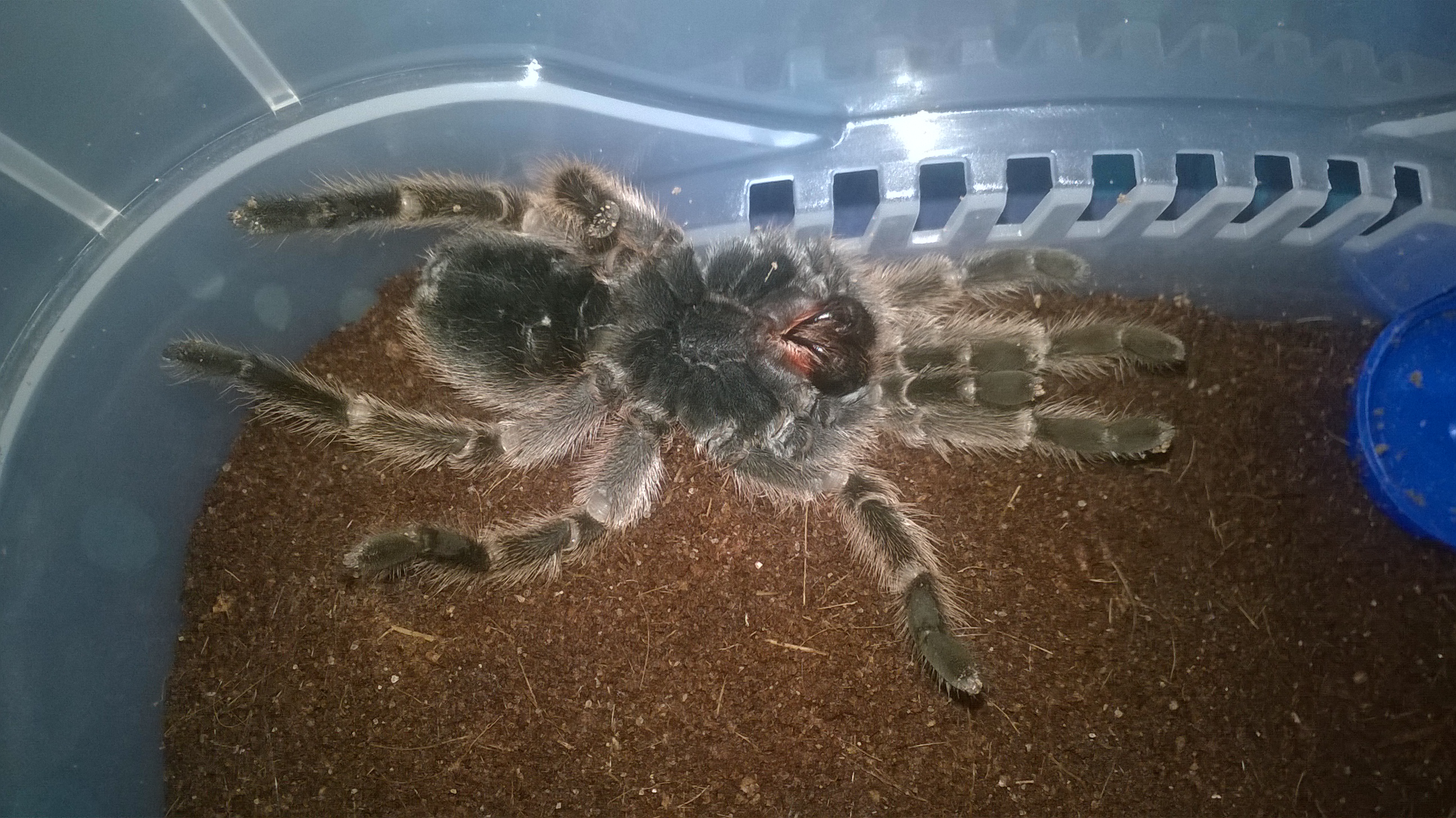 Silvie finally molting!