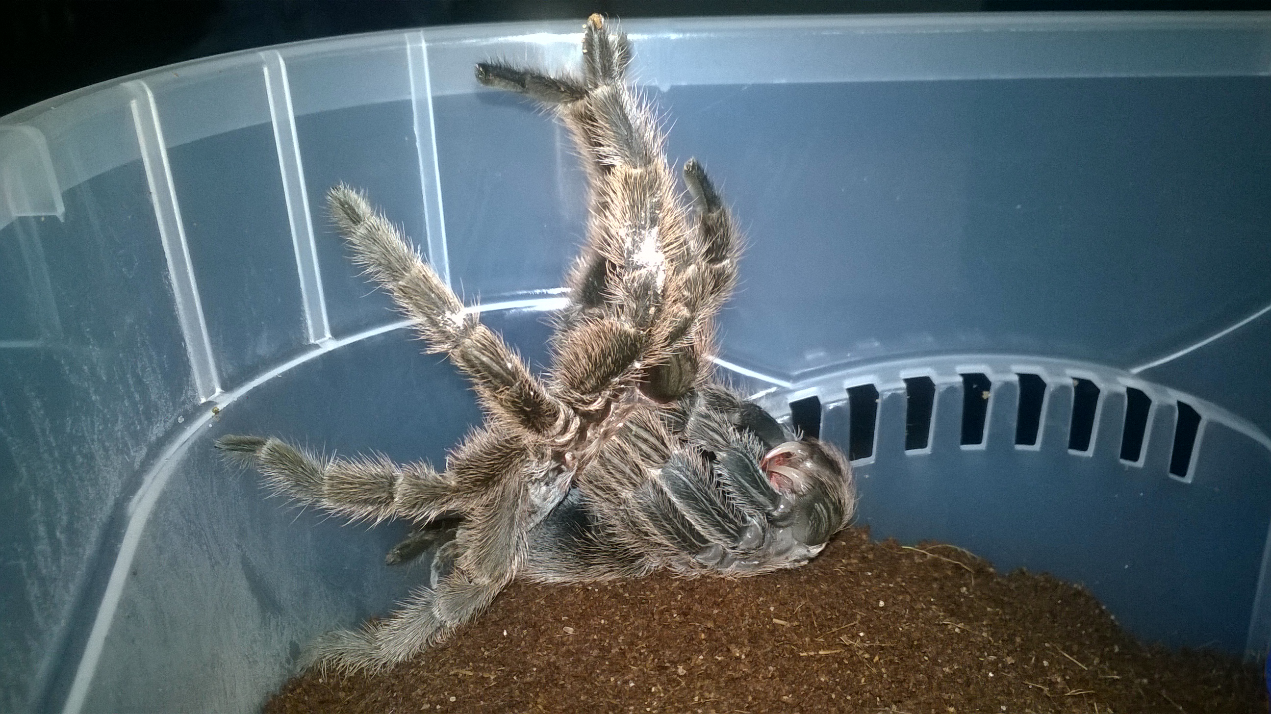 Silvie molting.