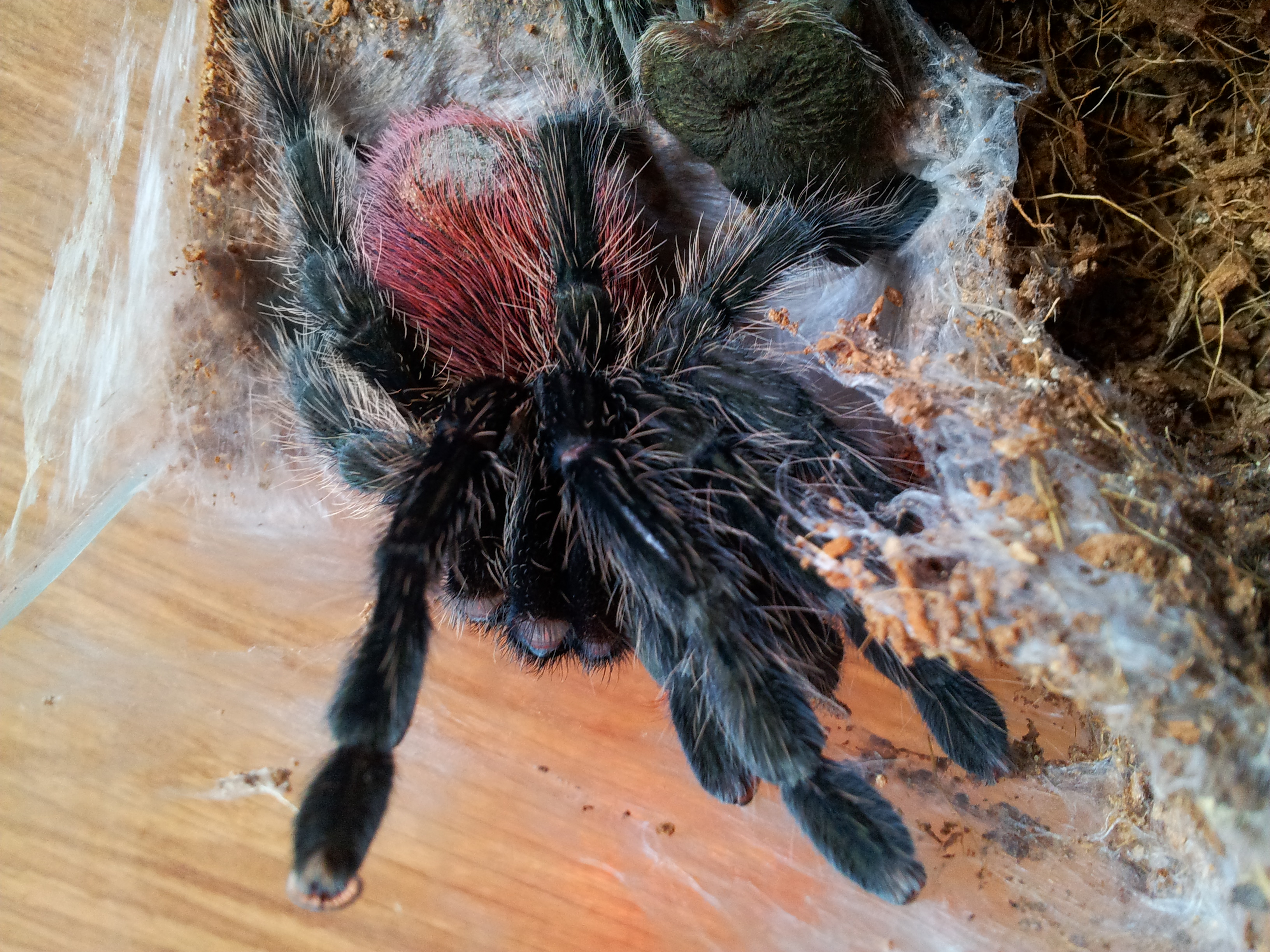 Slade...Thrixopelma Ockerti  Just Molted