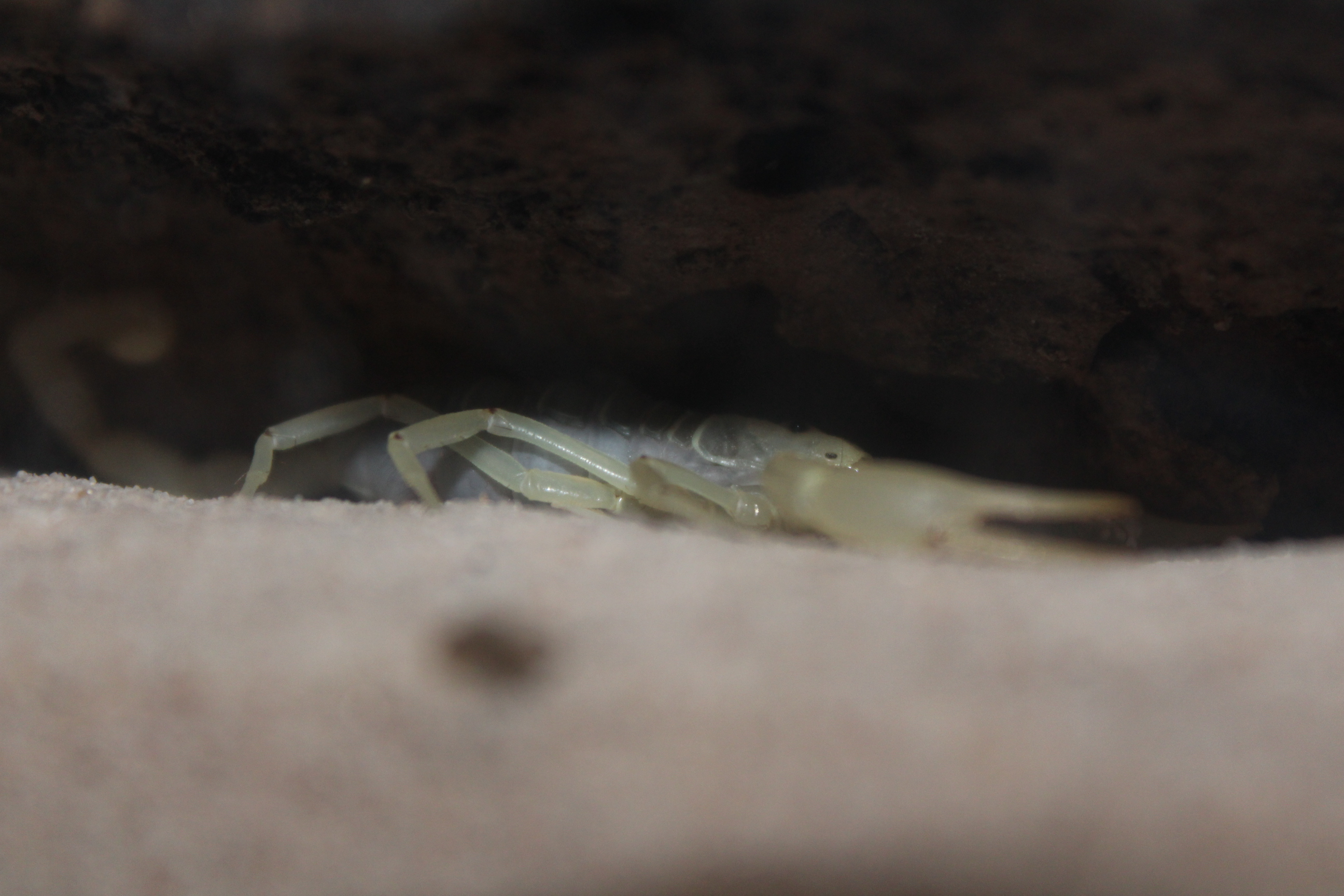 Smeringurus mesaensis - Dune Scorpion