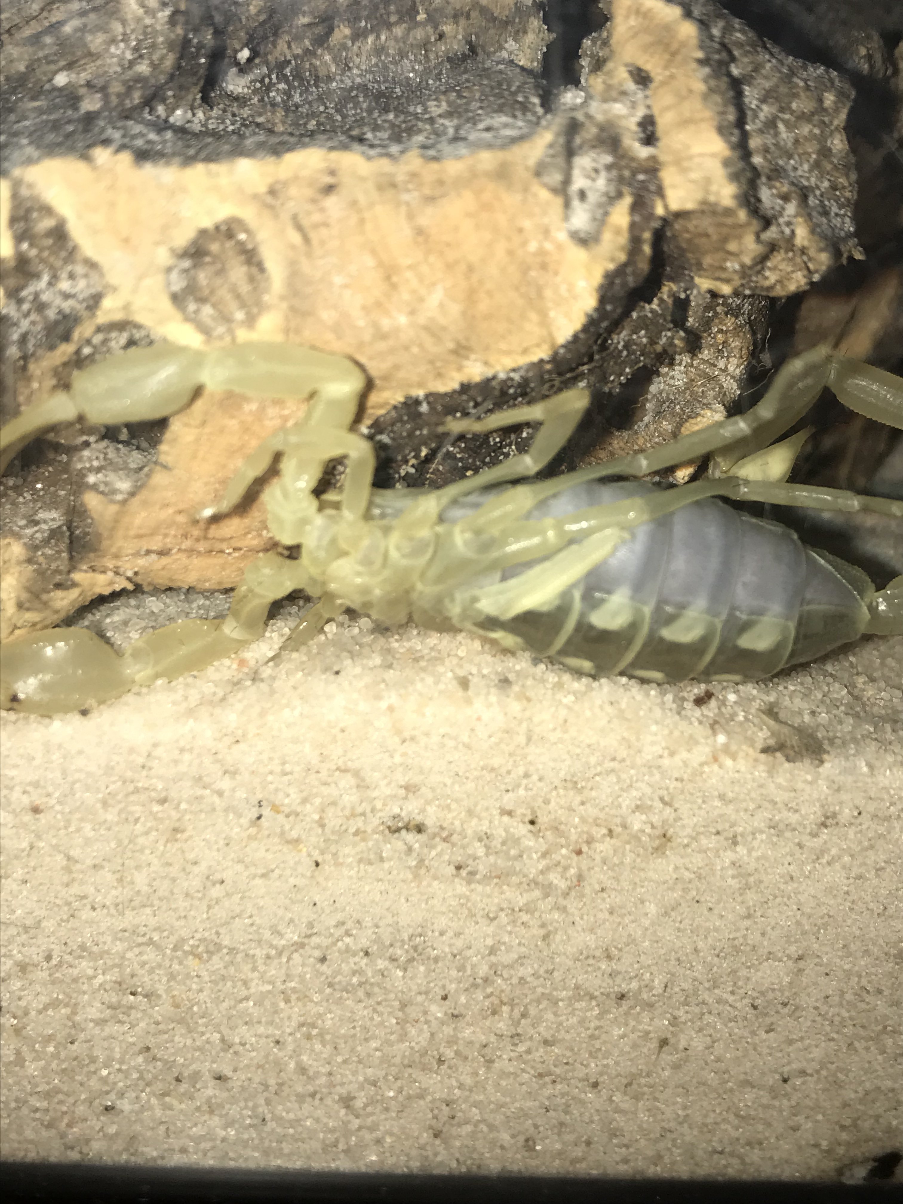 Smeringurus mesaensis