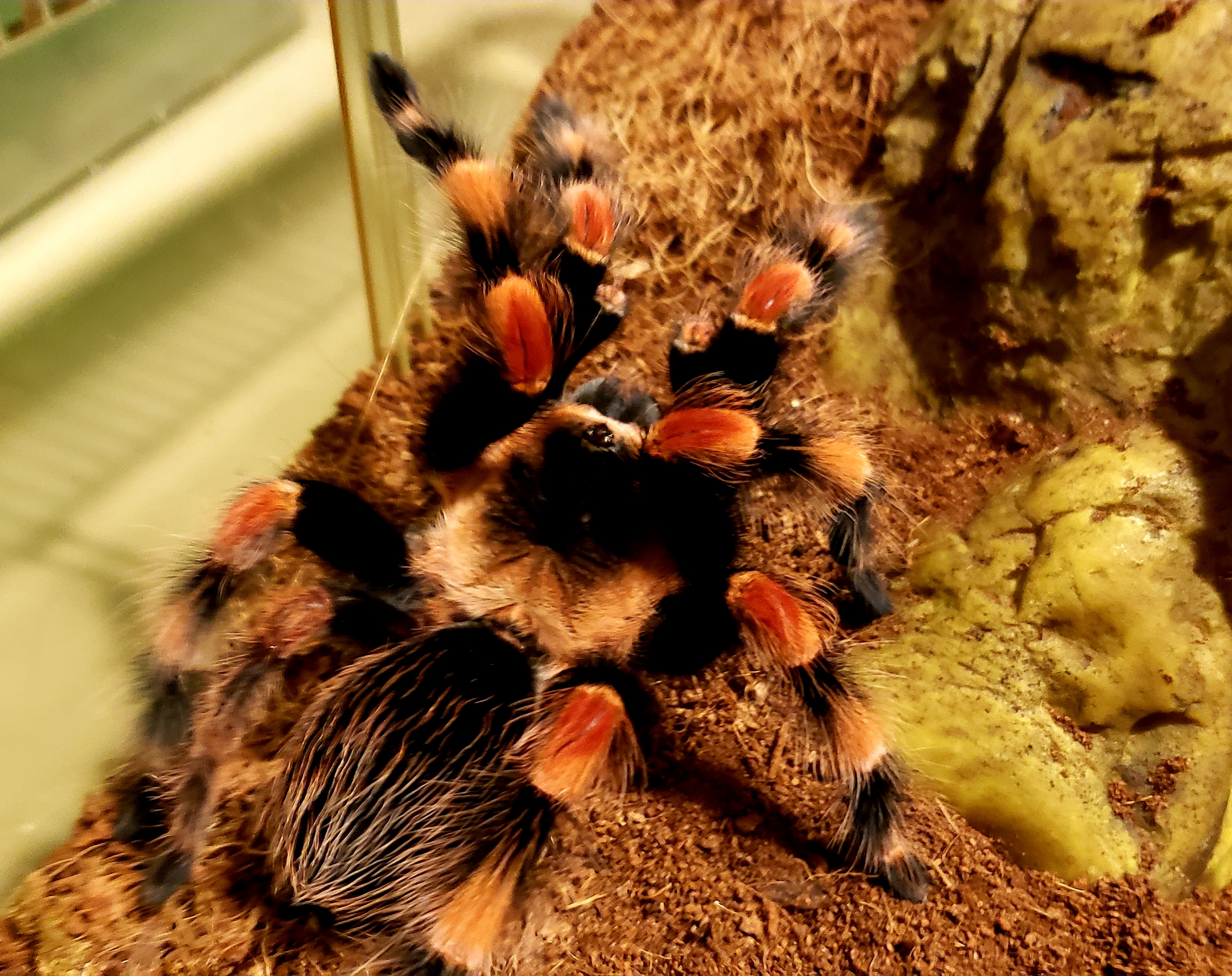 Smithi
