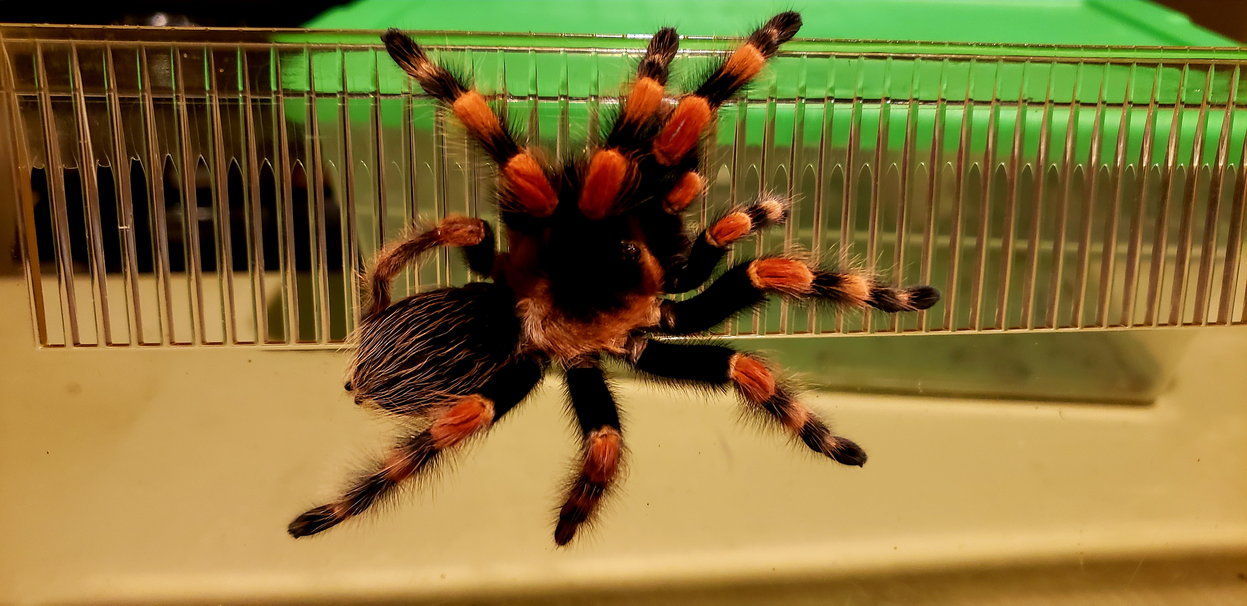 Smithi